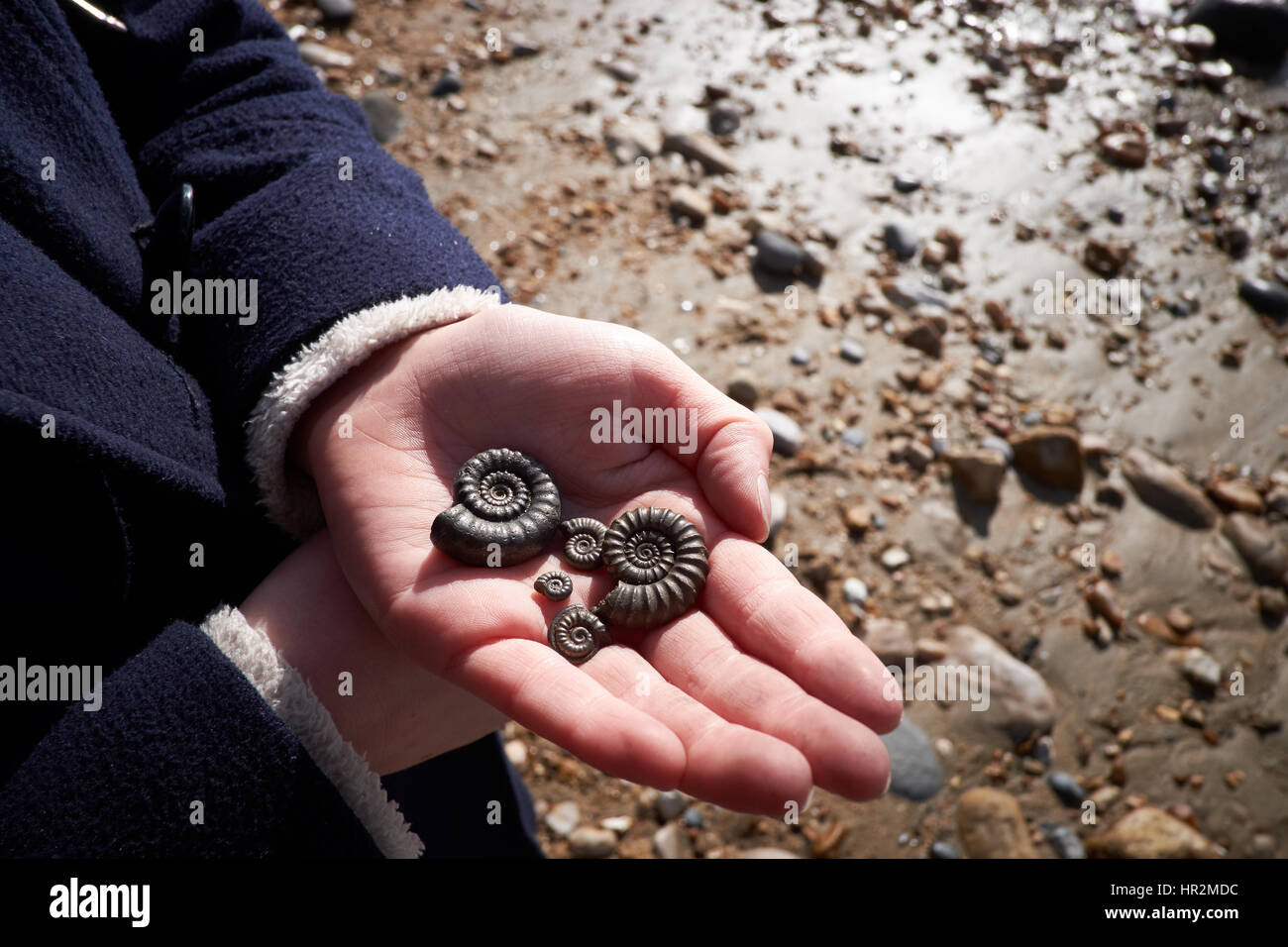 Five ammonites found along the beach held in the hand of a child against the sandy beach Stock Photo