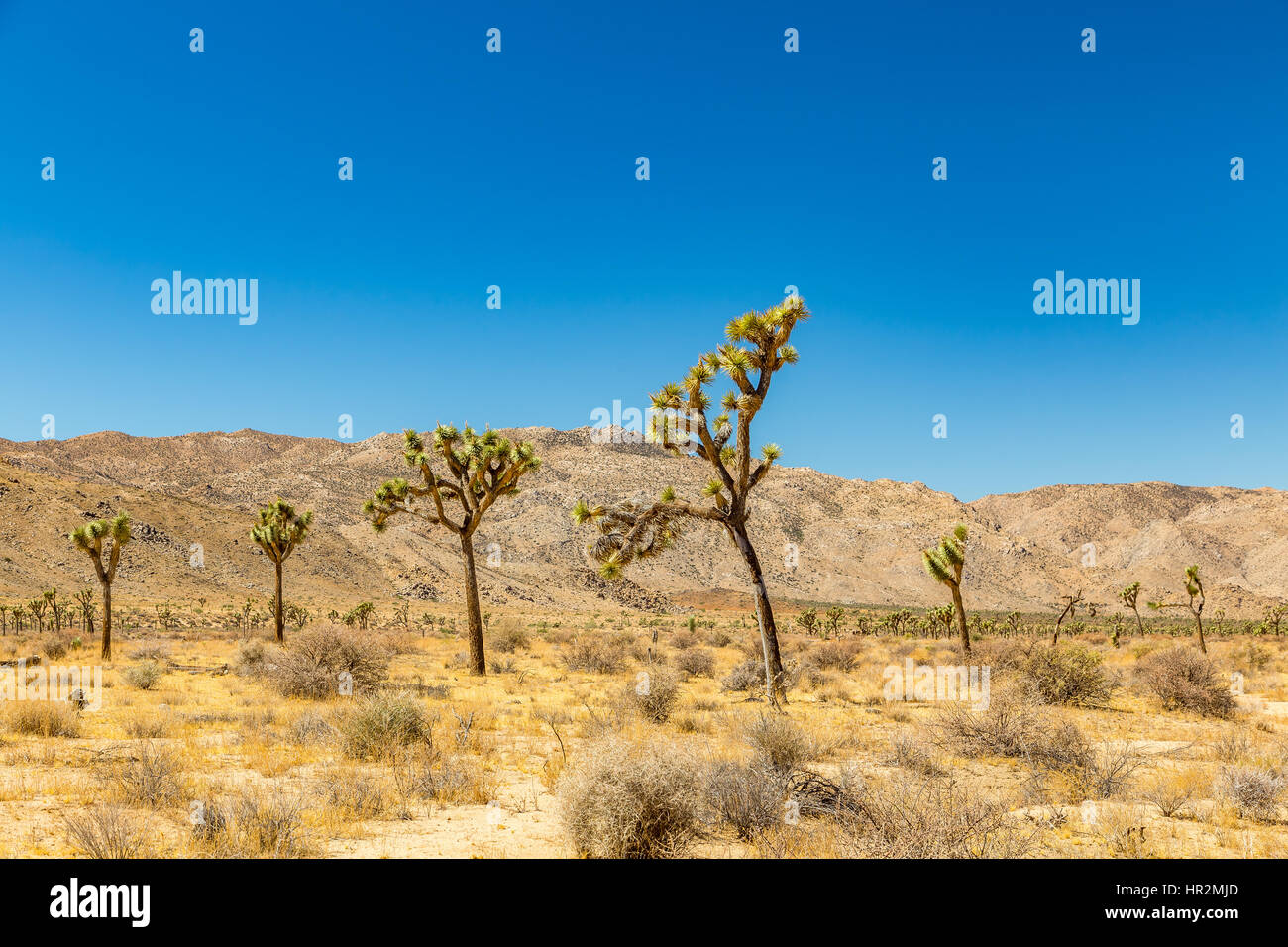 Joshua Tree National Park is a vast protected area in southern California. It's characterized by rugged rock formations and stark desert landscapes. Stock Photo