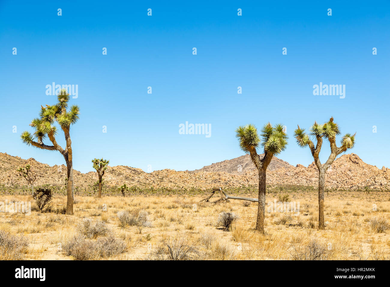 Joshua Tree National Park is a vast protected area in southern California. It's characterized by rugged rock formations and stark desert landscapes. Stock Photo