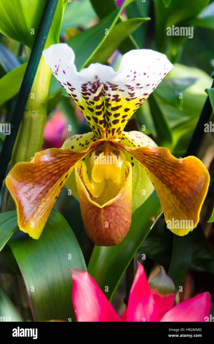 Vibrant display of orchids hi-res stock photography and images - Alamy