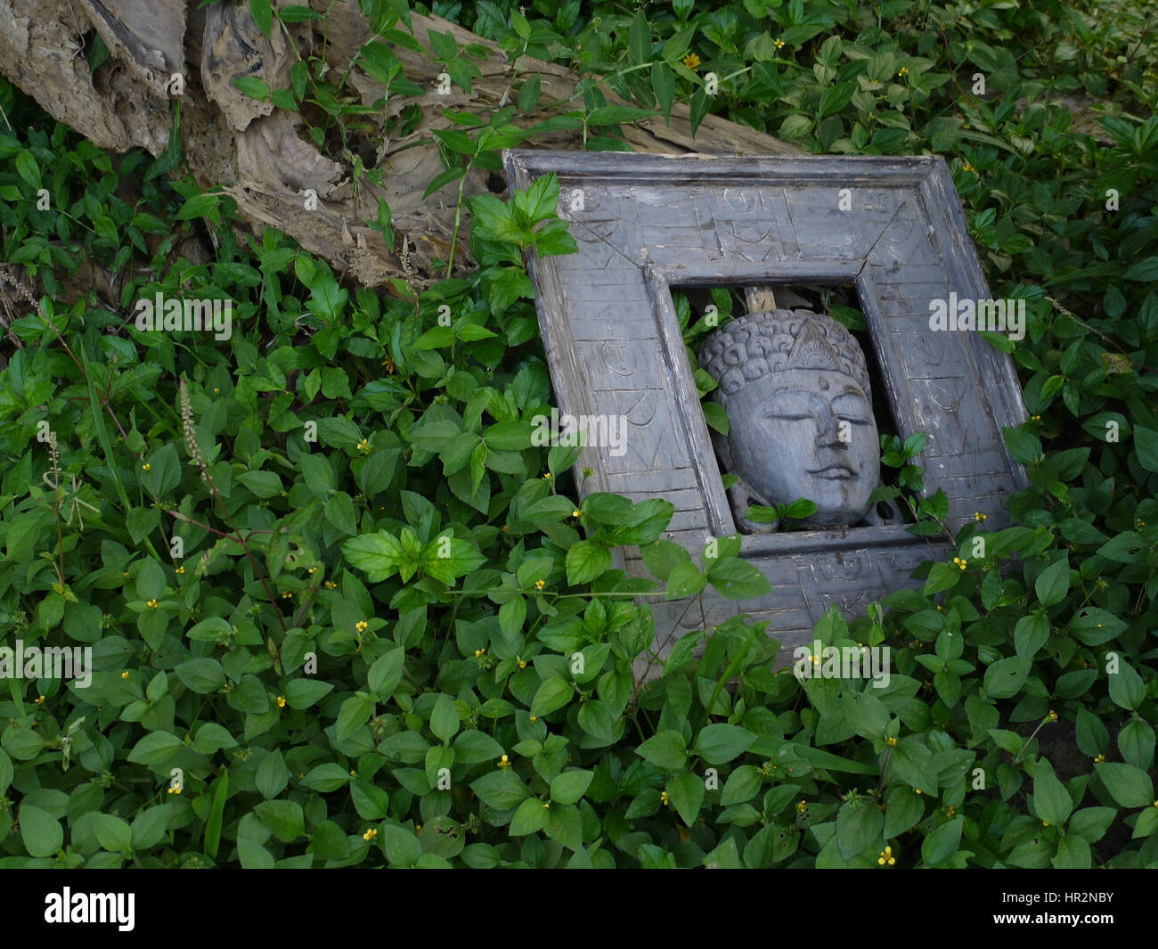 Old carved wooden mural with Buddha face image covered with plants. Bali, Indonesia Stock Photo