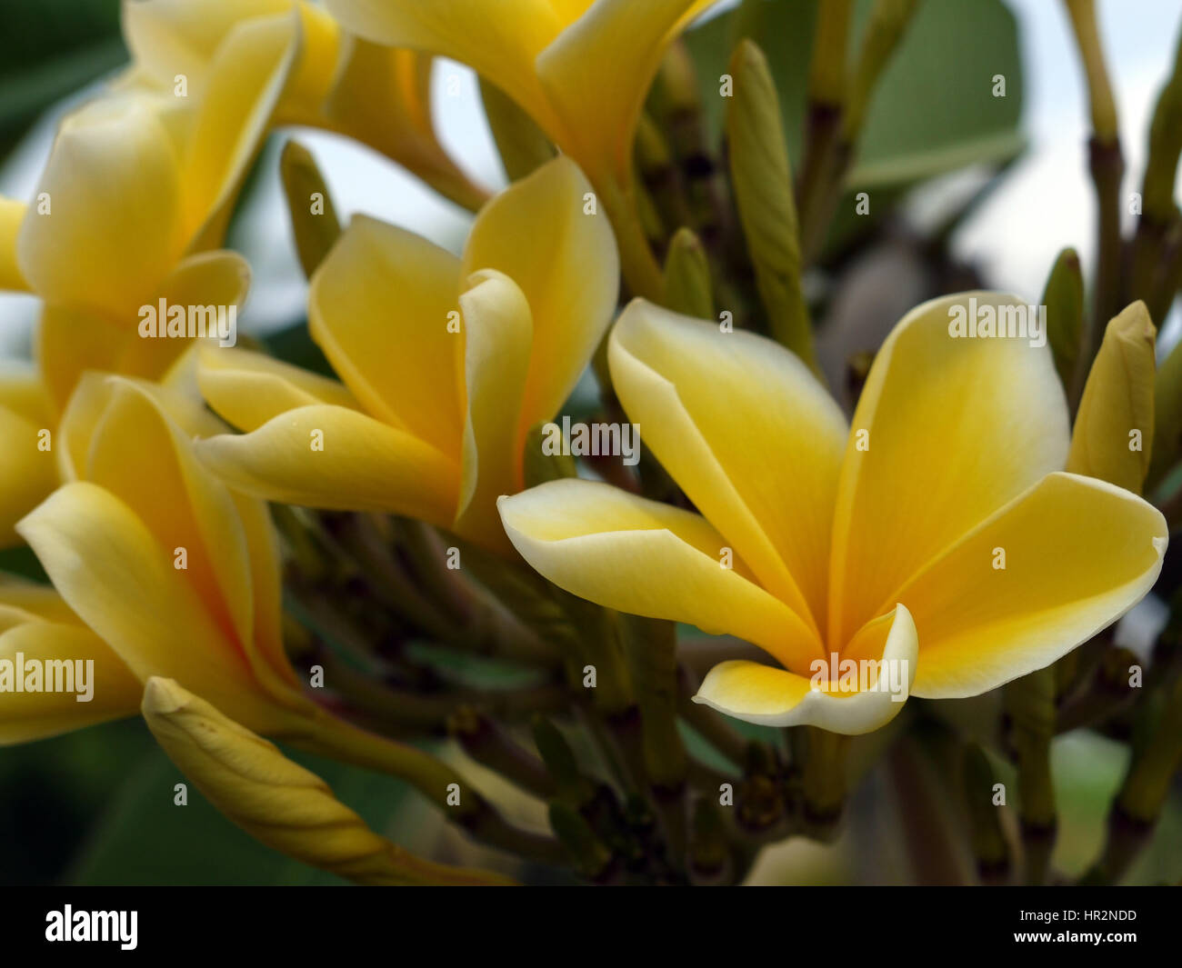 Frangipani flowers (plumeria) of yellow-white color, growing on a tree. Bali, Indonesia Stock Photo