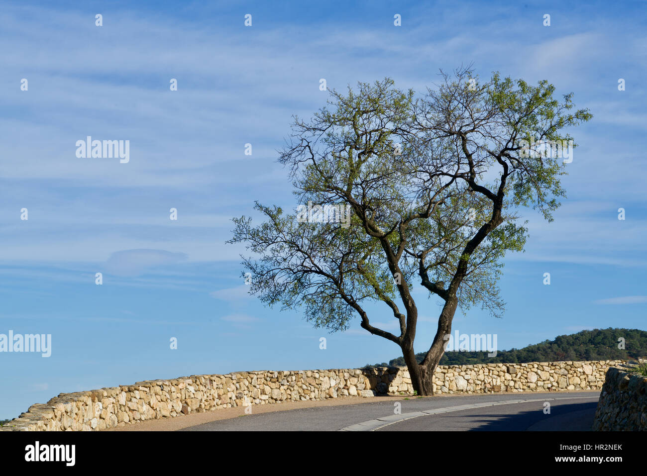 olive tree in front of a blue sky Stock Photo - Alamy