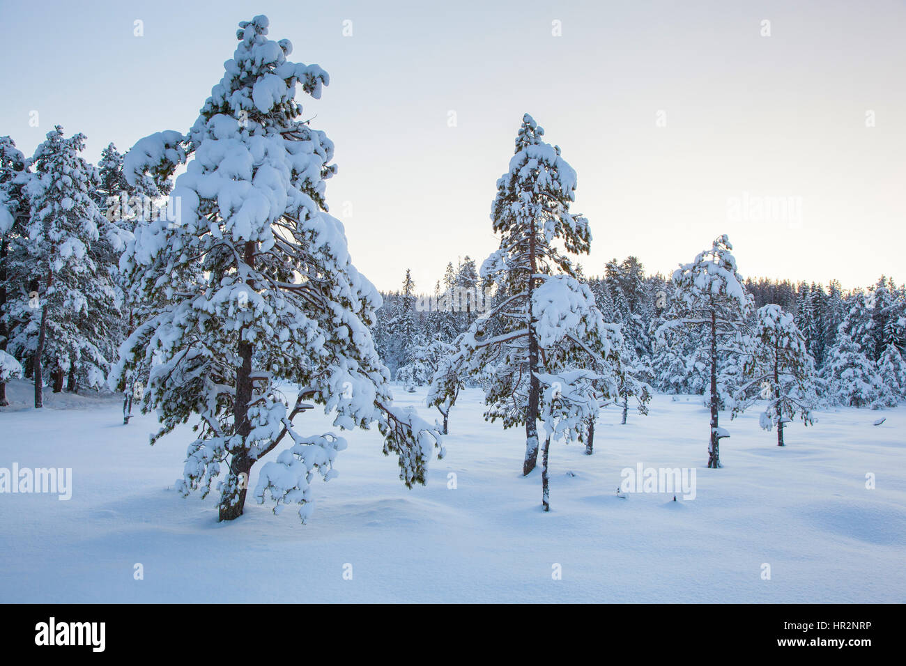 beautiful winter landscape snow tree Stock Photo - Alamy