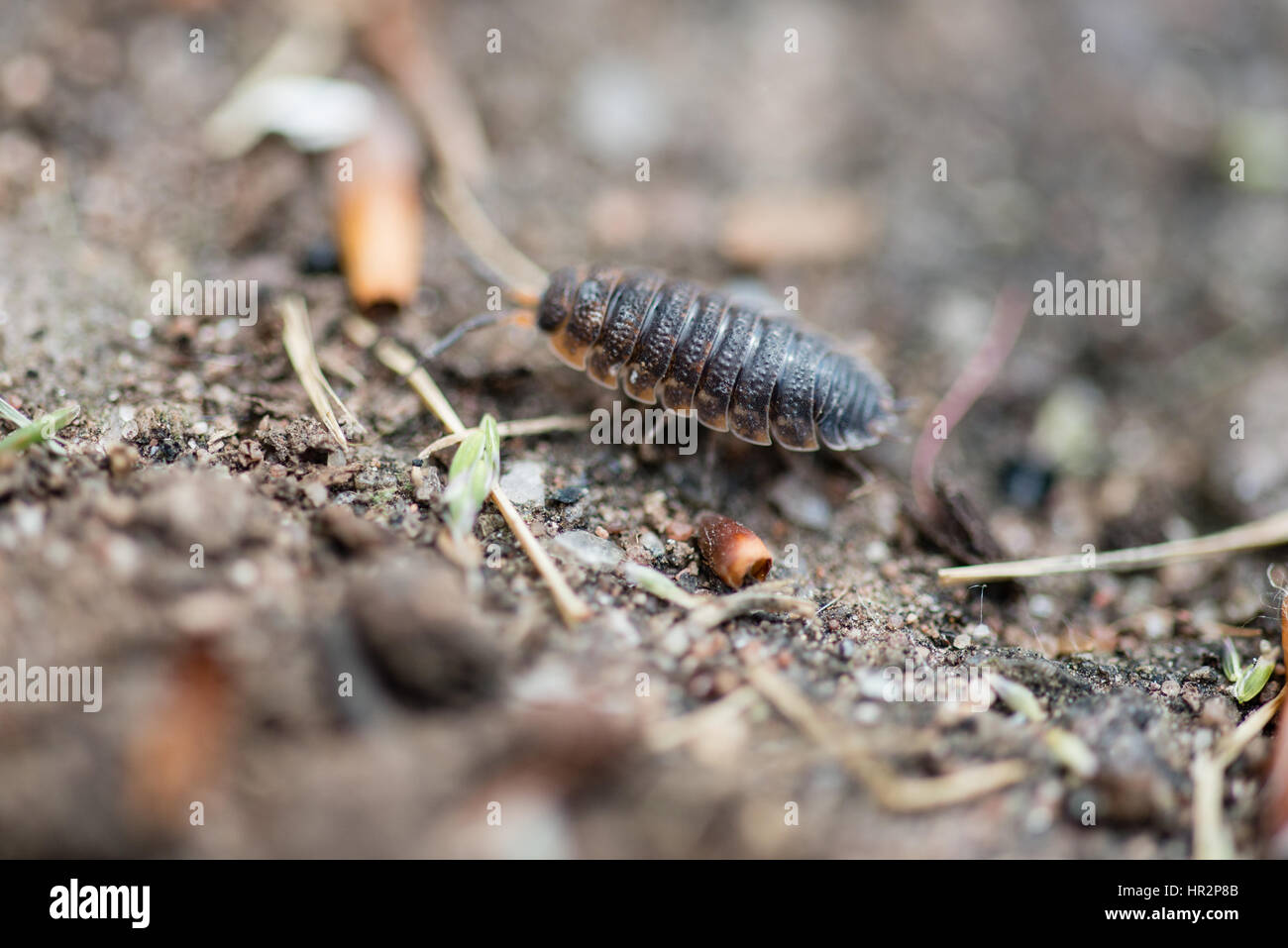 Close up of a woodlouse in a garden in the UK Stock Photo