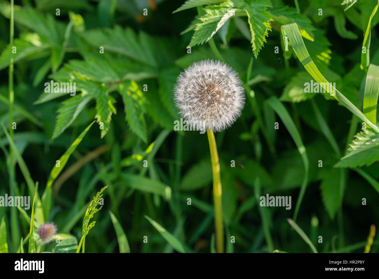 Close up of a common dandelion Taraxacum officinale Stock Photo - Alamy