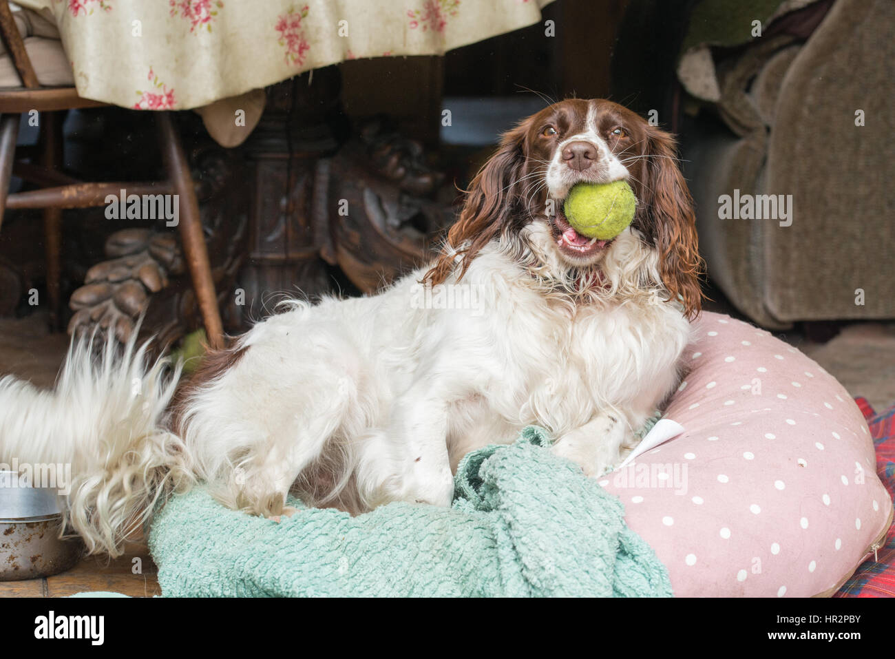 A female brown and white springer spaniel sitting on a beanbag in a kitchen in the UK Stock Photo