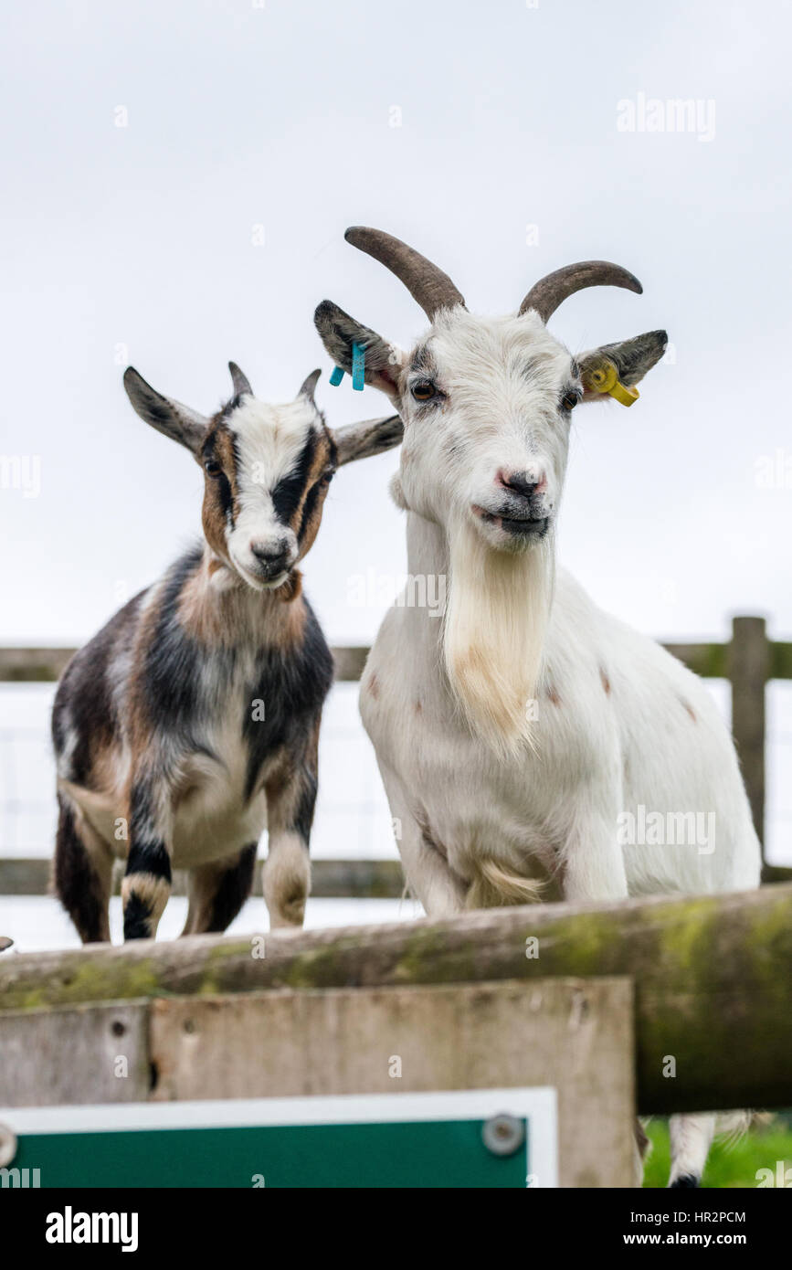 Two pygmy goats on a farm Stock Photo