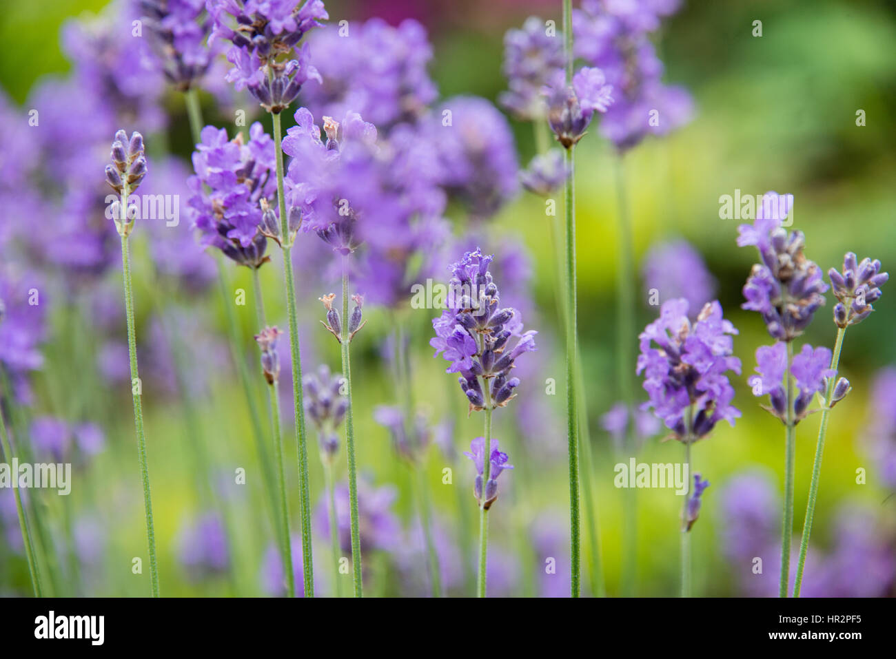 Close up of purple lavender flowers in a garden in the UK Stock Photo