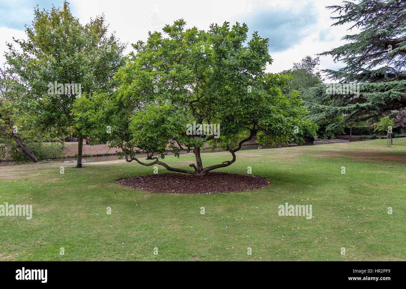 Old magnolia tree hi-res stock photography and images - Alamy