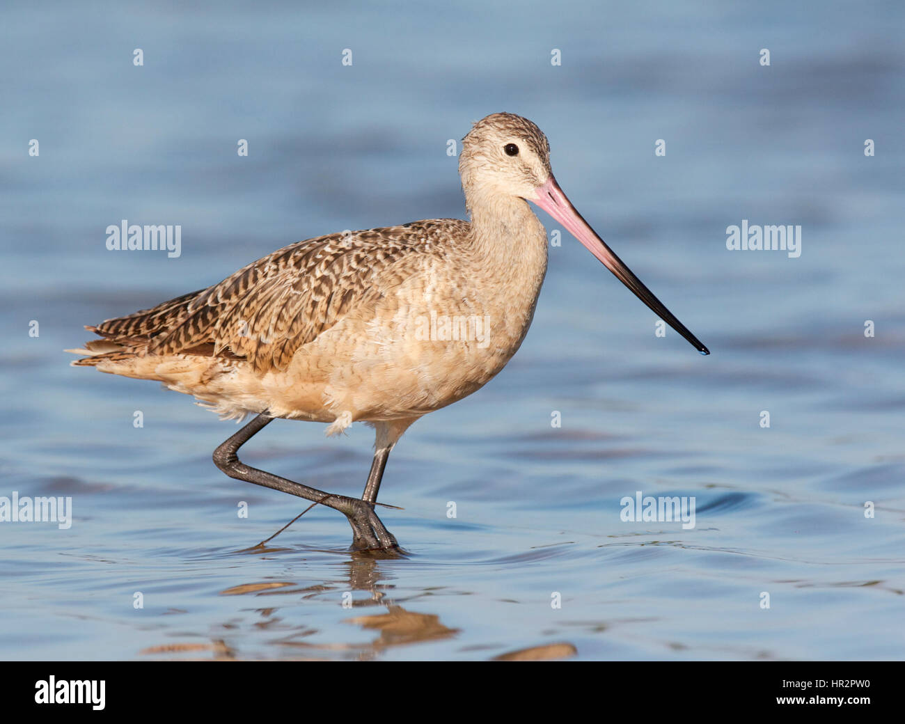 Marbled Godwit, Limosa fedoa,, standing in shallow blue water Stock ...