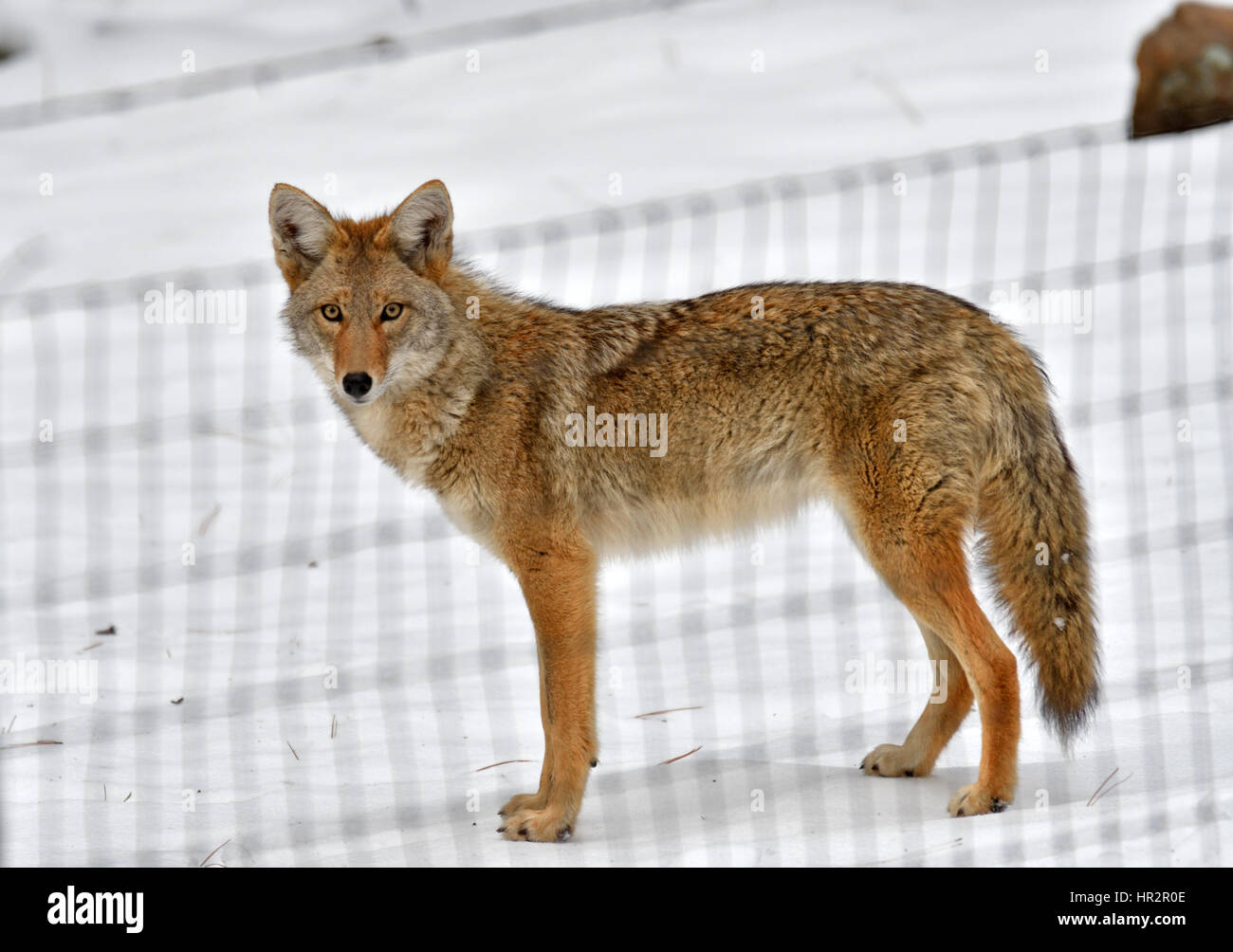 Arizona coyotes hi-res stock photography and images - Alamy