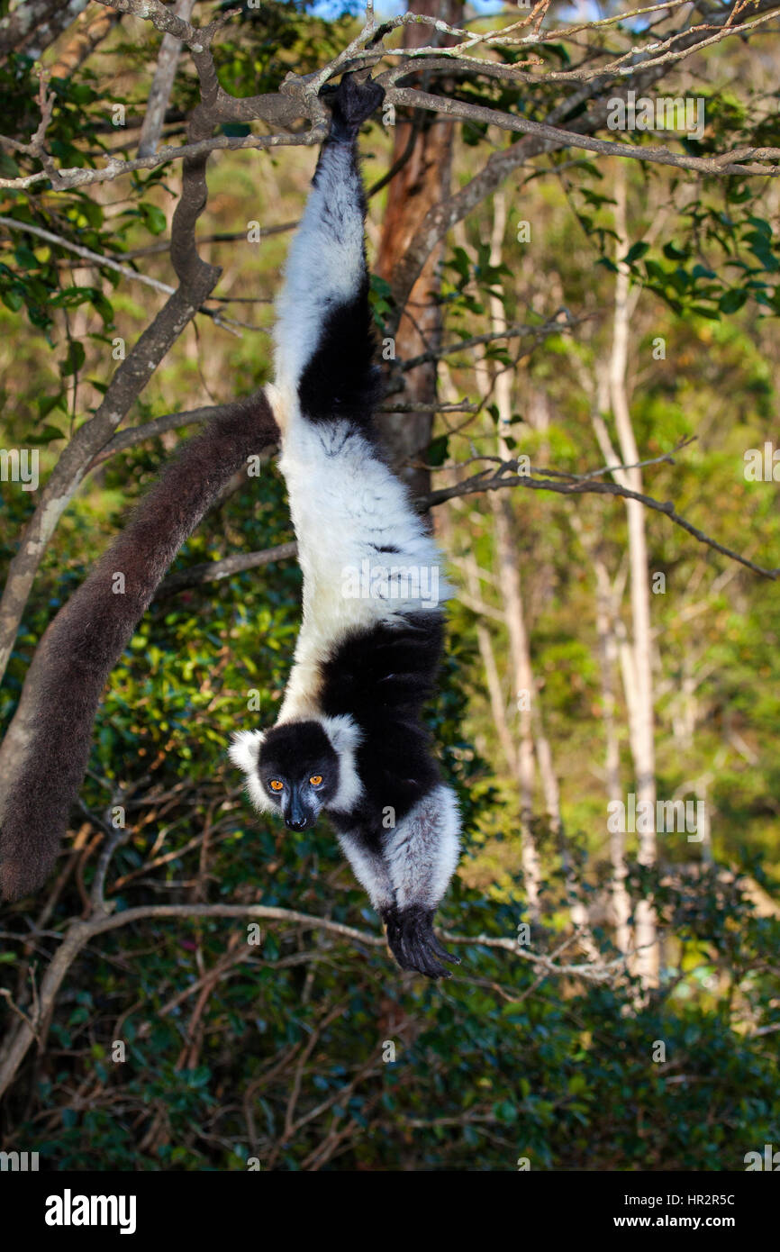 Black and White Ruffed Lemur, Varecia variegata, Lemurs Island, Vakona Forest, Madagascar, by Monika Hrdinova/Dembinsky Photo Assoc Stock Photo