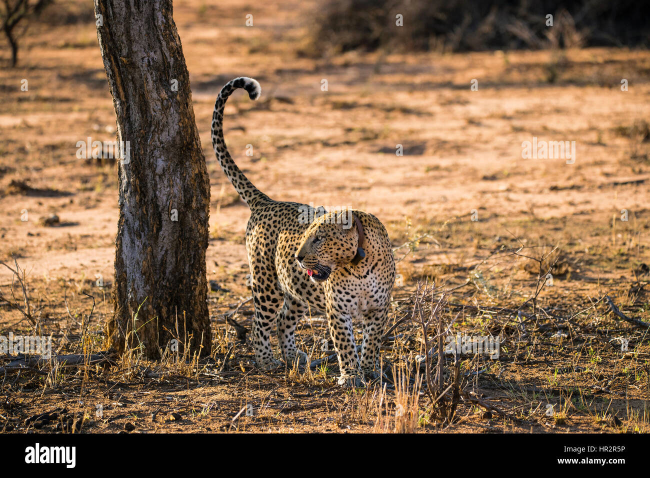 Leopard wearing tracking collar, Panthera pardus, Okonjima Reserve, Namibia, Africa, by Monika Hrdinova/Dembinsky Photo Assoc Stock Photo