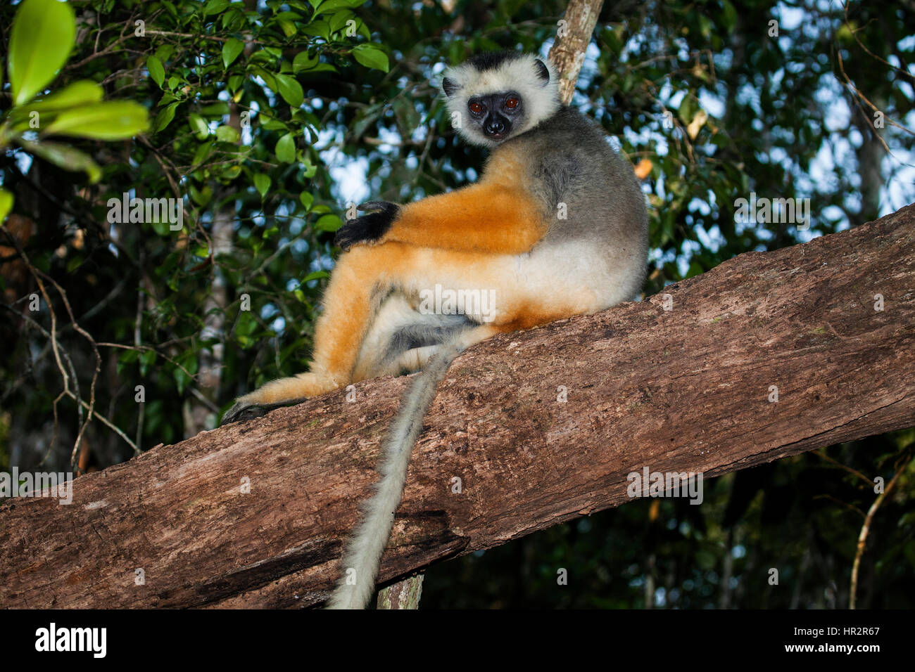 Lemur Diademed Sifaka, Diademed simpona, Propithecus diadema, Andasibe – Mantadia NP, Madagascar, by Monika Hrdinova/Dembinsky Photo Assoc Stock Photo