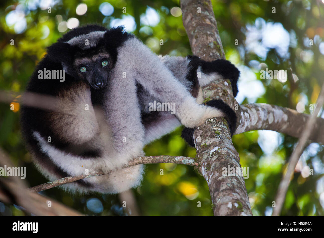 Lemur Indri, Indri indri, Babakoto, Andasibe – Mantadia National Park, Madagascar, by Monika Hrdinova/Dembinsky Photo Assoc Stock Photo