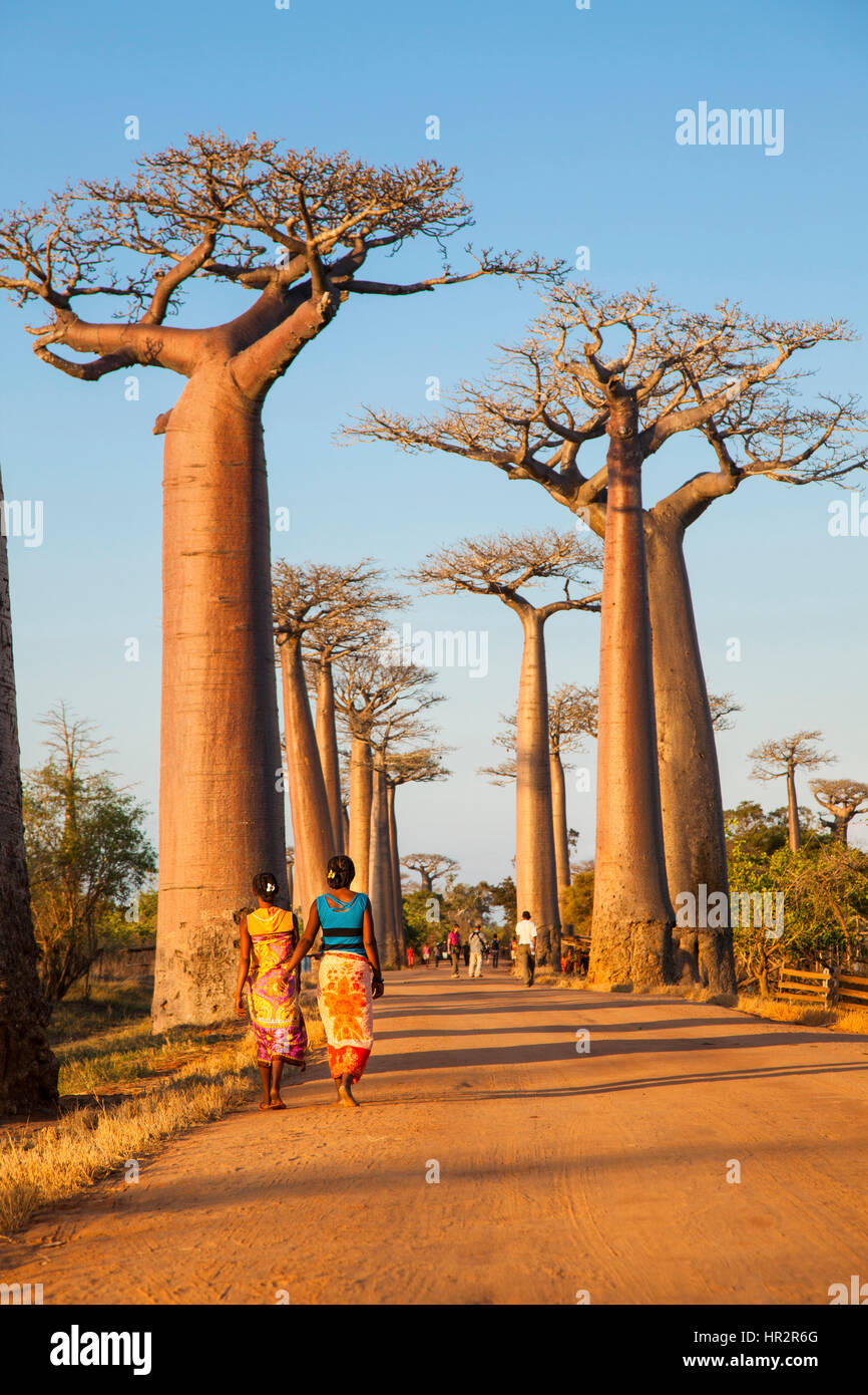 Avenue of the Baobabs near Morondava, Baobab Alley, Adansonia grandidieri, Western Madagascar, by Monika Hrdinova/Dembinsky Photo Assoc Stock Photo