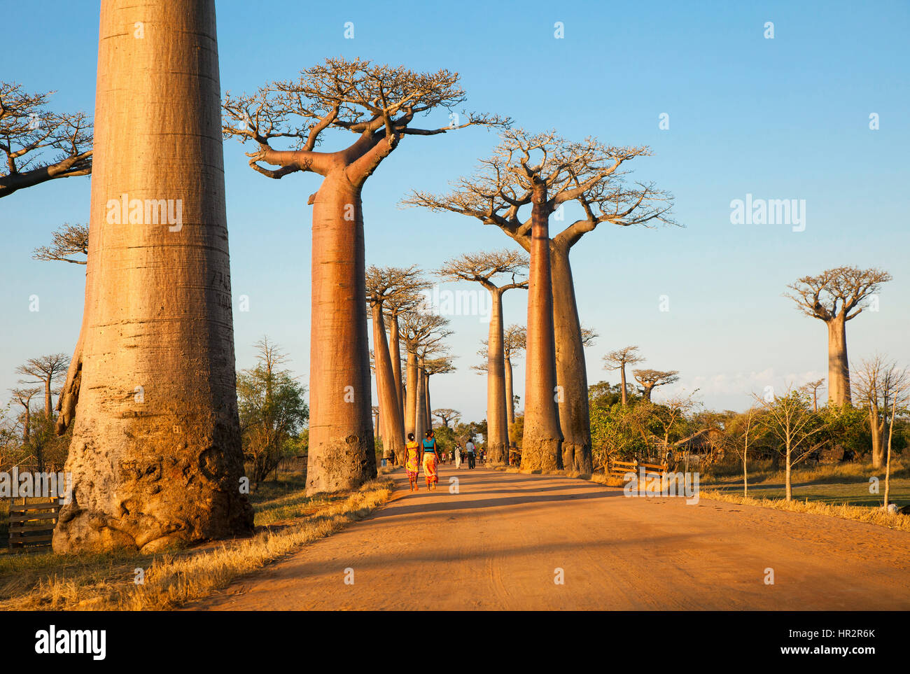 Avenue of the Baobabs near Morondava, Baobab Alley, Adansonia grandidieri, Western Madagascar, by Monika Hrdinova/Dembinsky Photo Assoc Stock Photo