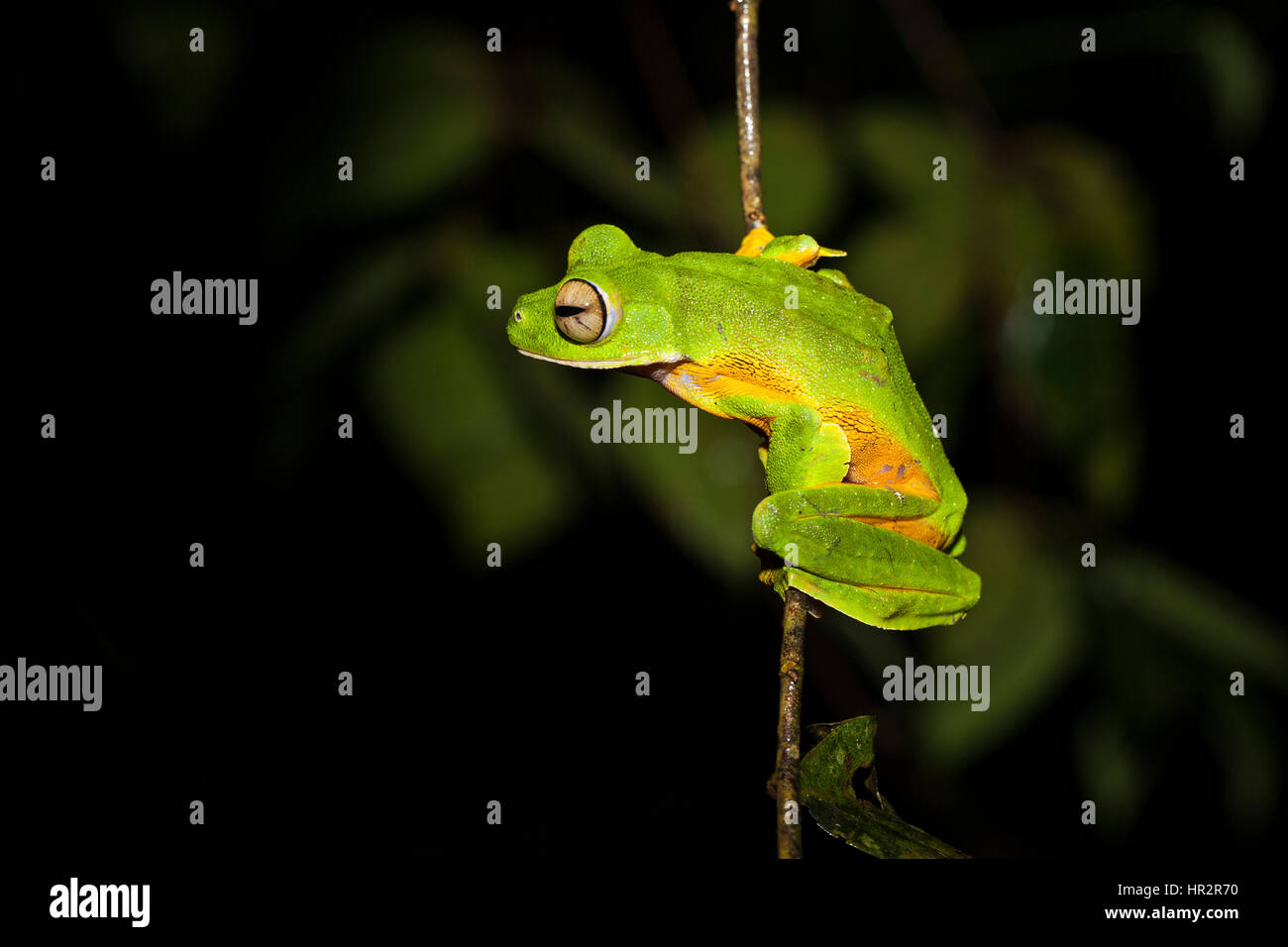 Wallace's Flying Frog, Parachute Frog,Rhacophorus nigropalmatus, Danum Valley, Sabah, Borneo, Malaysia, by Monika Hrdinova/Dembinsky Photo Assoc Stock Photo