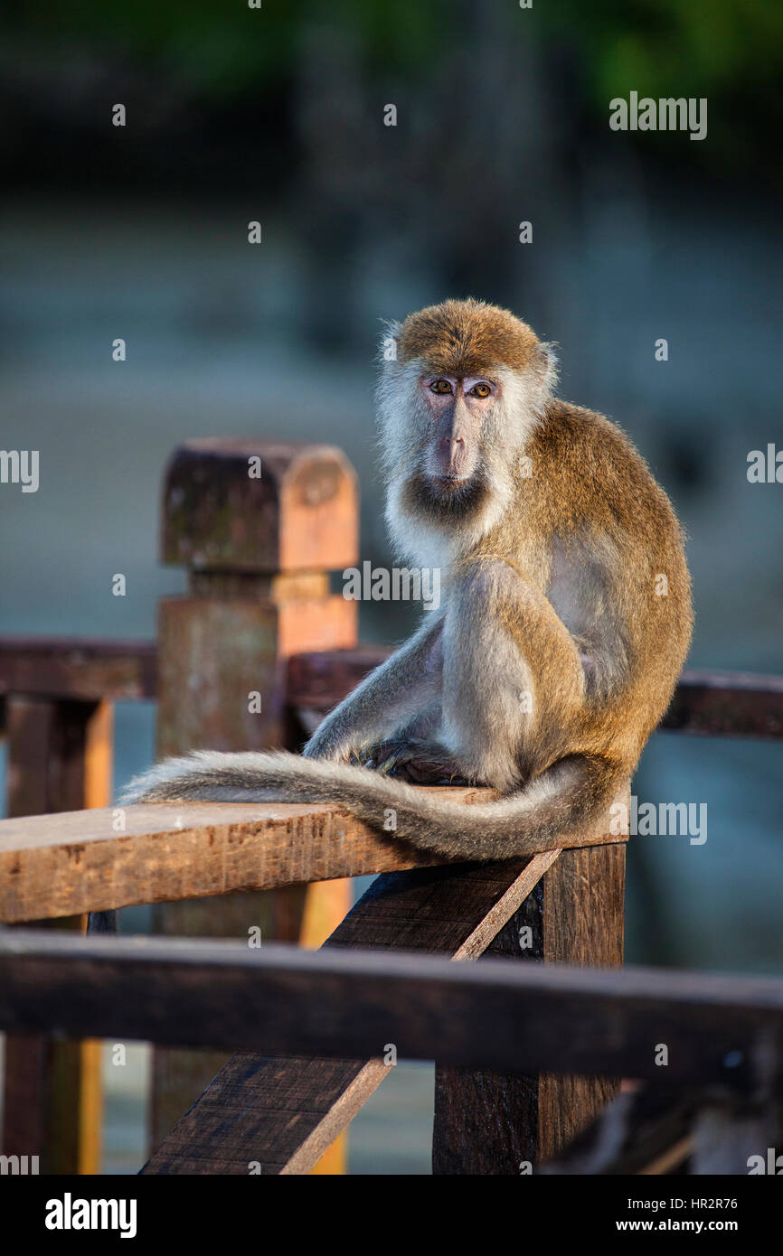 Long-tailed Macaque, Macaca fascicularis, Bako National Park, Borneo, Sarawak, Malaysia, by Monika Hrdinova/Dembinsky Photo Assoc Stock Photo