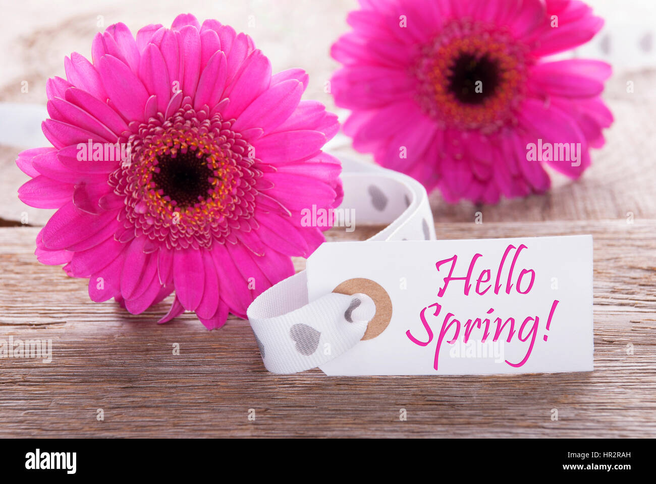 Label With English Text Hello Spring Pink Spring Gerbera Blossom Vintage Rutic Or Aged Wooden Background Card For Spring Greetings Stock Photo Alamy