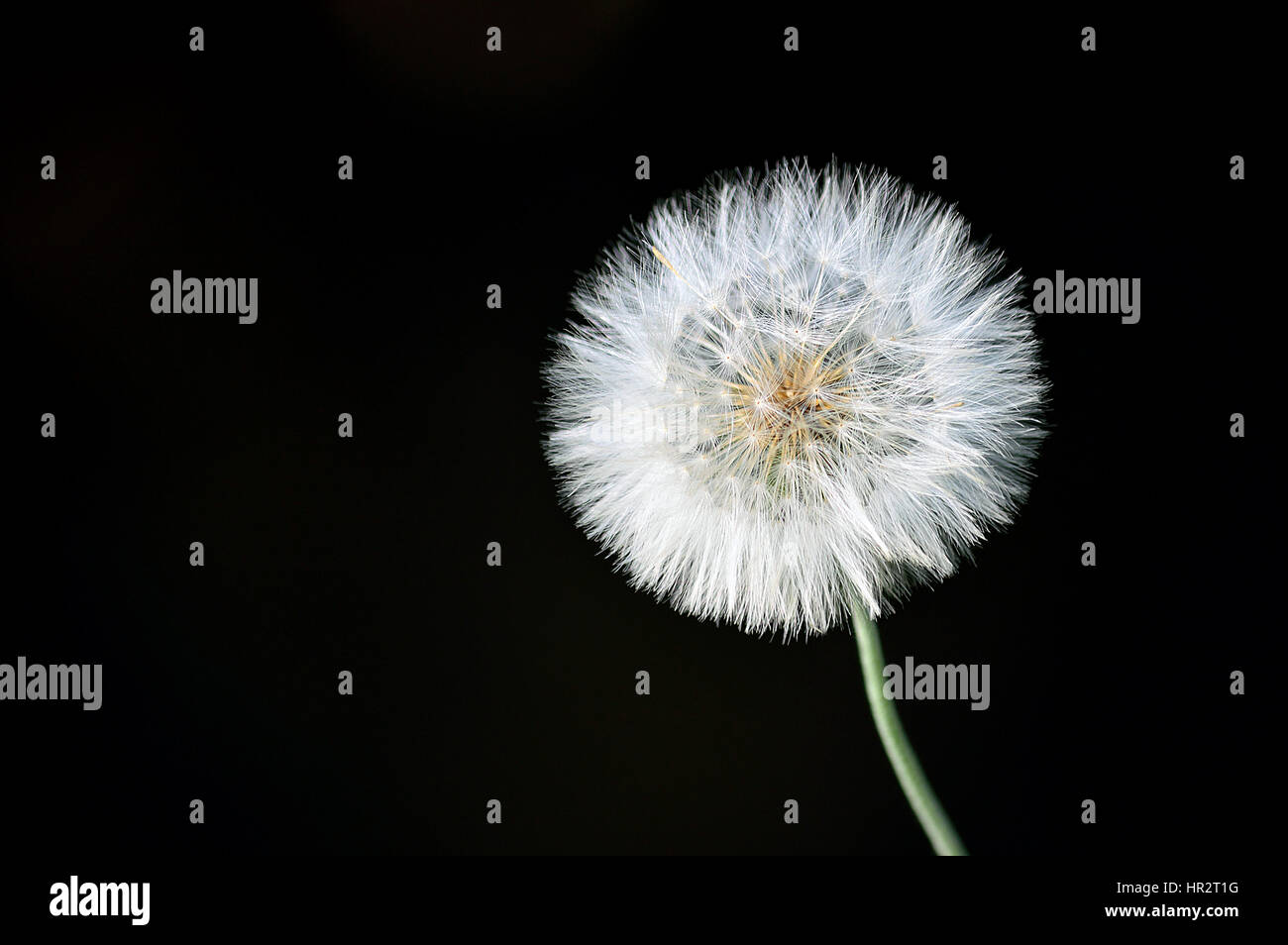 Dandelion flower closeup isolated over a black background Stock Photo
