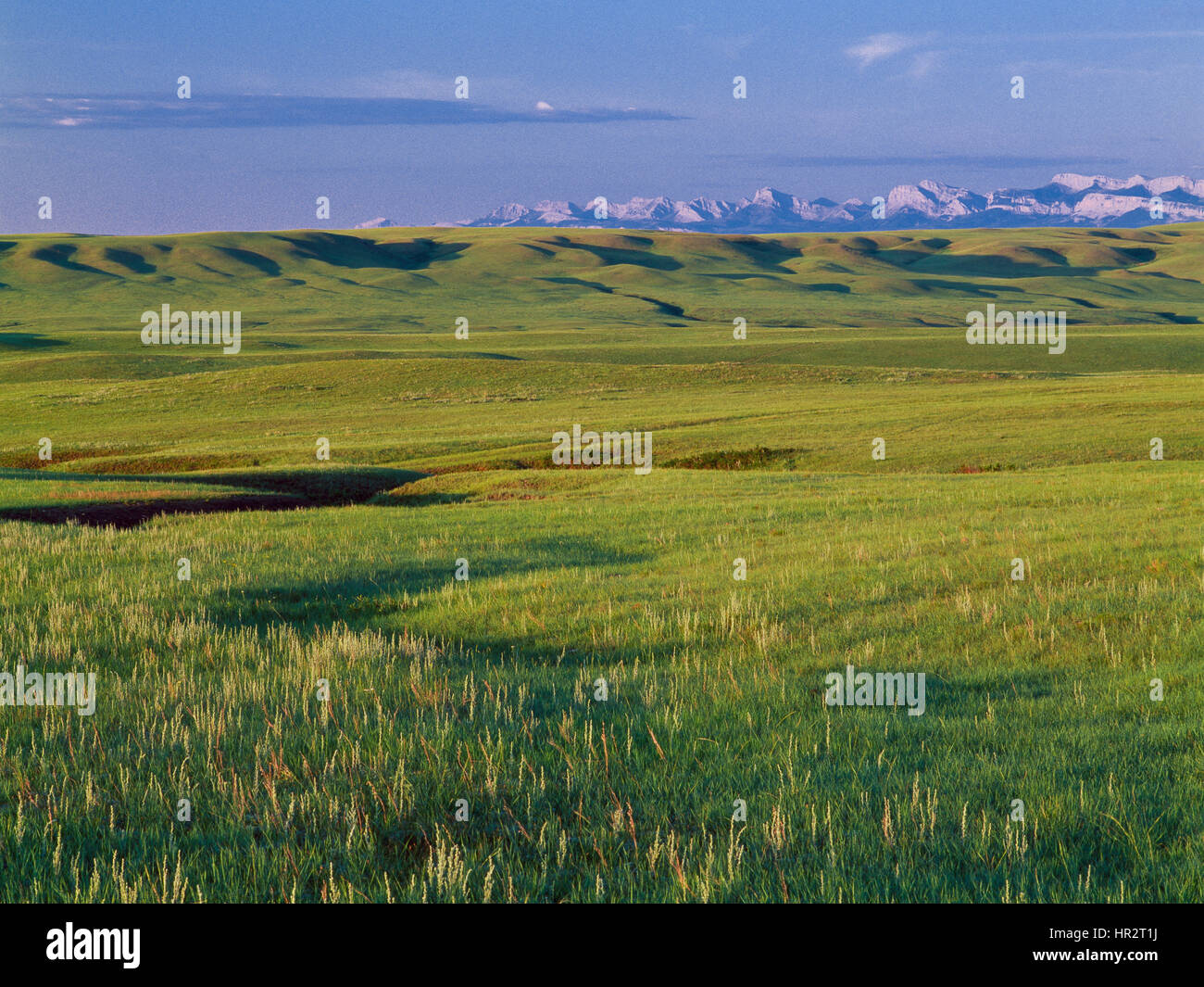 prairie on the blackfeet indian reservation and distant rocky mountain front near browning, montana Stock Photo