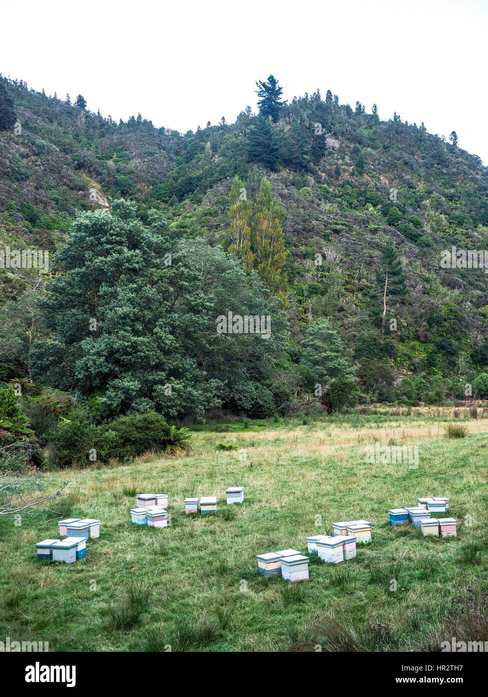 Beehives in apiary,  harvesting manuka honey from shrub lands  regenerating forest on steep hills, cleared to make grass farms, reverting to forest Stock Photo