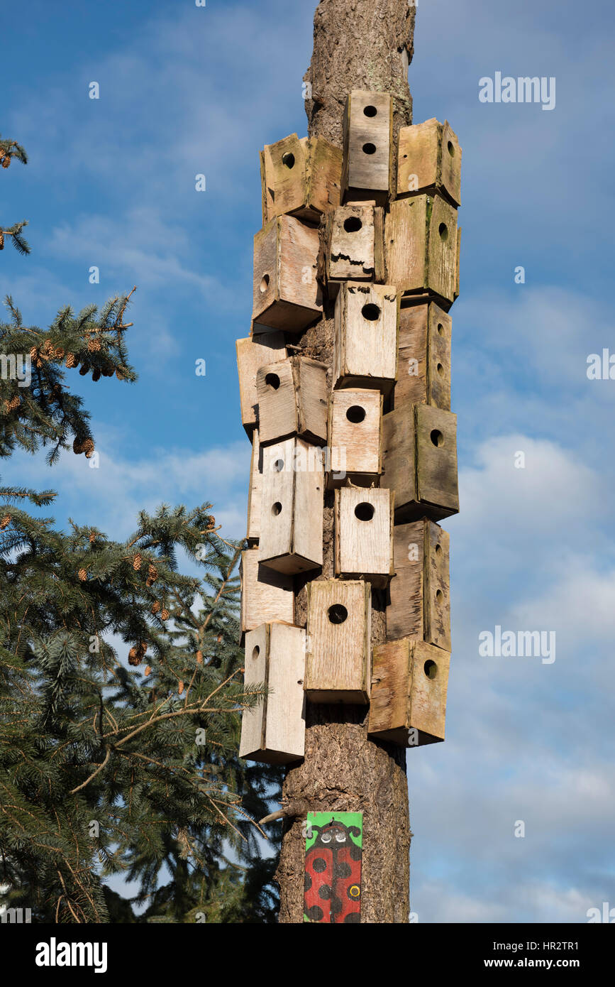 Numerous bird houses attached to a tree, Vancouver British Columbia
