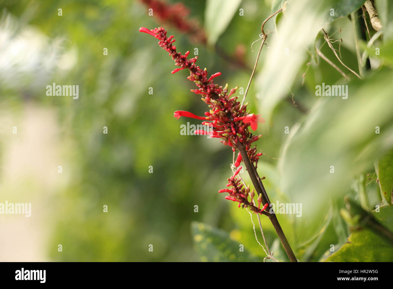 Red Flower blurred background Stock Photo Alamy