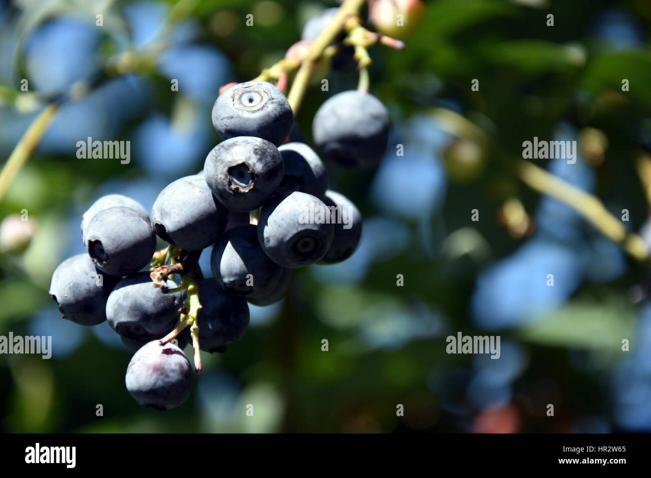 Fresh Blueberries or Bilberries. Blueberry twig blueberry bush in a garden. Stock Photo