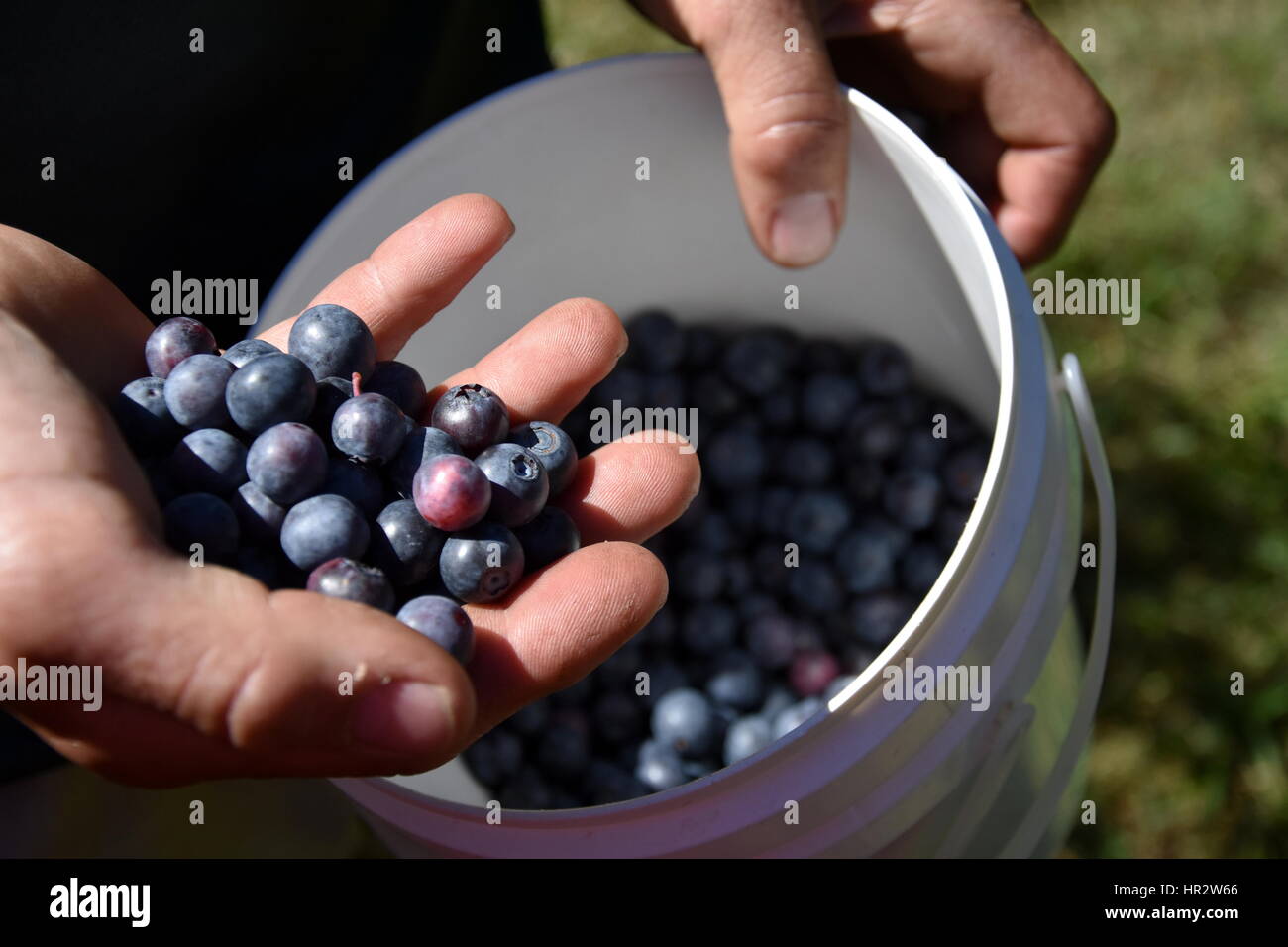Hand holding bunch of blueberries. Freshly picked wild blueberries. Fresh Blueberries or Bilberries. Group of blueberry or stack of blueberries concep Stock Photo