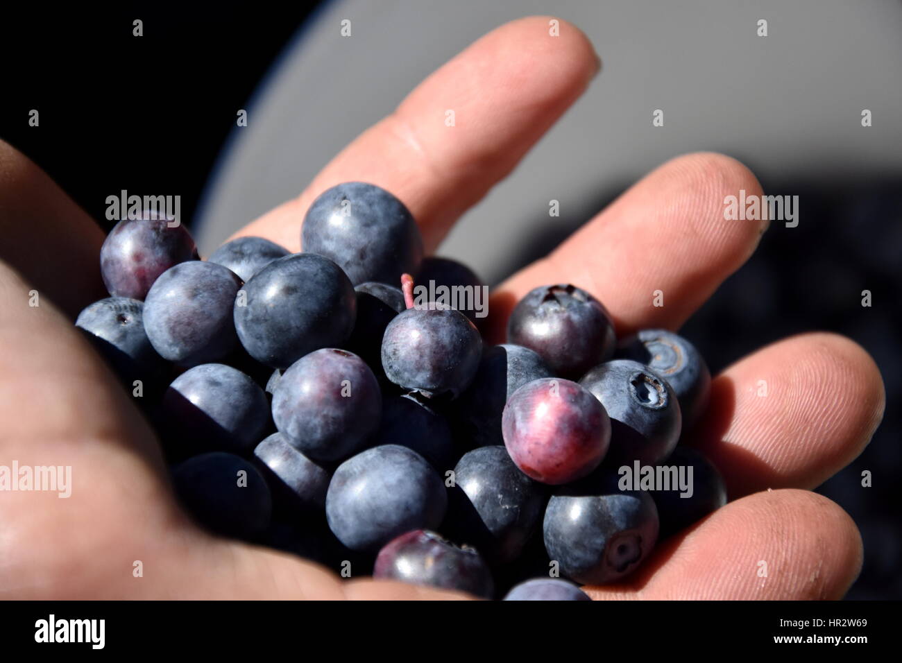 Hand holding bunch of blueberries. Freshly picked wild blueberries. Fresh Blueberries or Bilberries. Group of blueberry or stack of blueberries concep Stock Photo