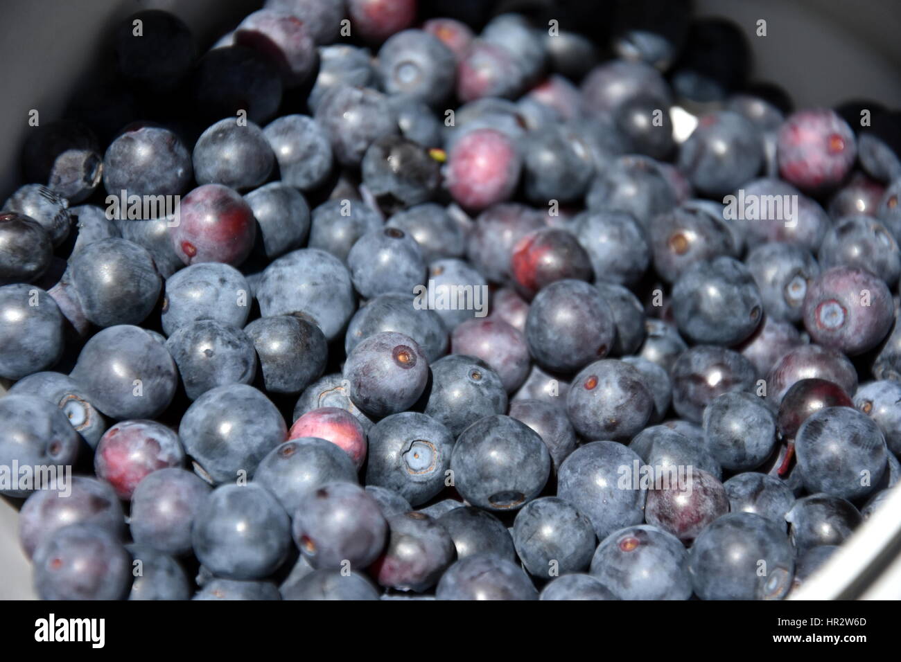 Freshly picked wild blueberries. Fresh Blueberries or Bilberries. group of blueberry or stack of blueberries concept. Stock Photo