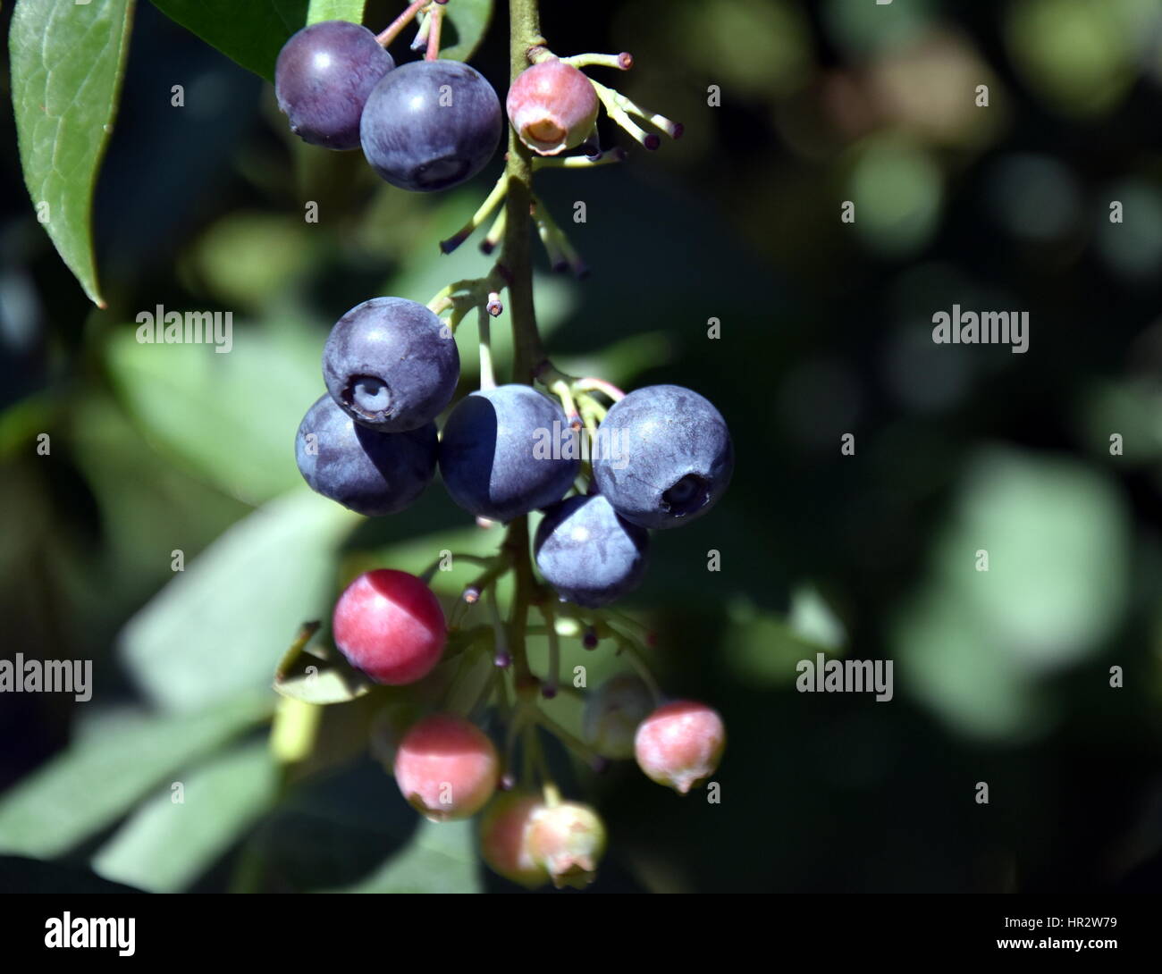 Fresh Blueberries or Bilberries. Blueberry twig blueberry bush in a garden. Stock Photo