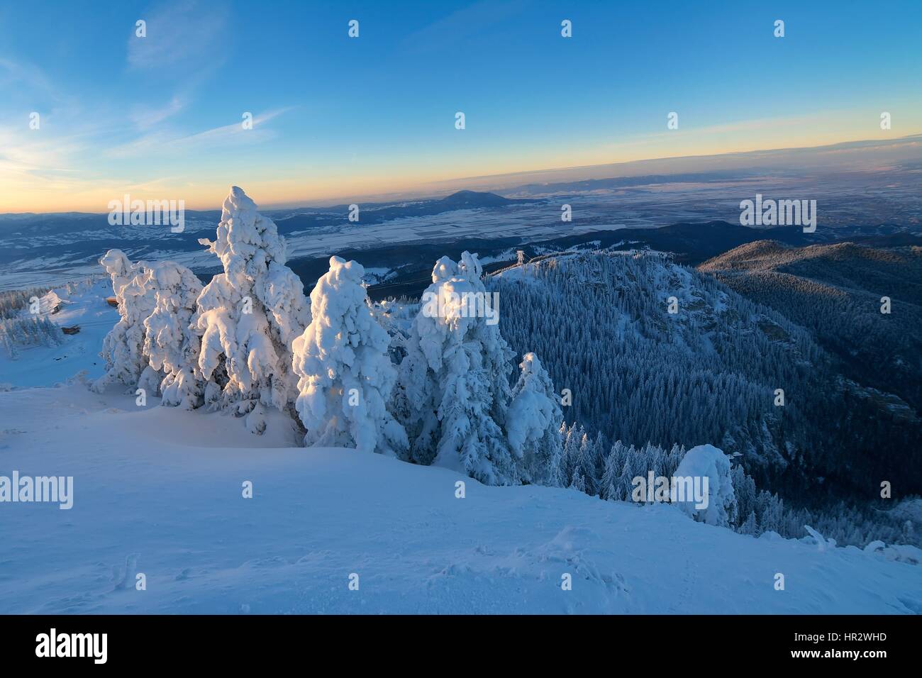 Winter landscape with fir trees forest covered by heavy snow in ...