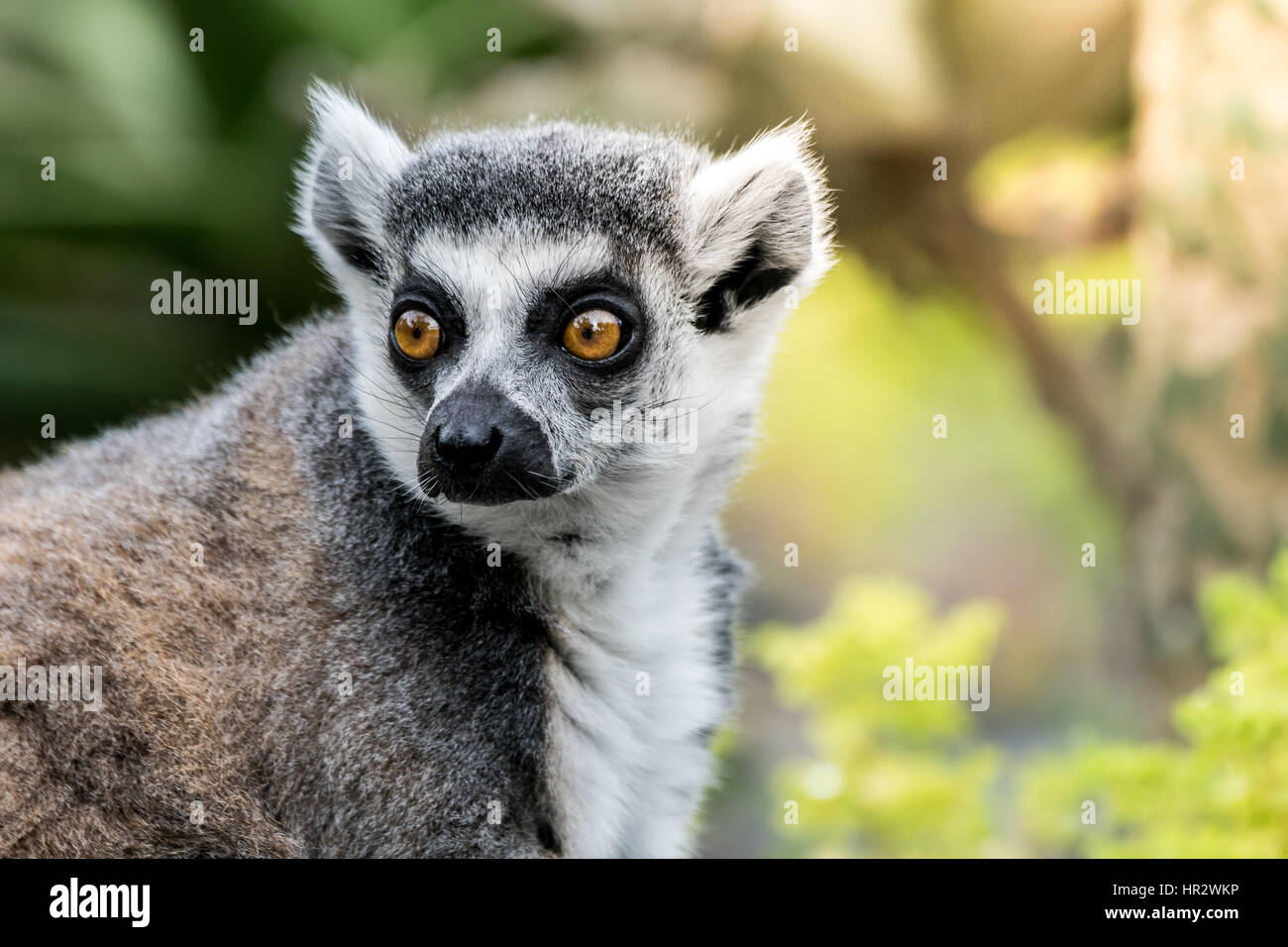 Close up image of head and shoulders of a lemur on the left side of image, with copy space on the right. Stock Photo
