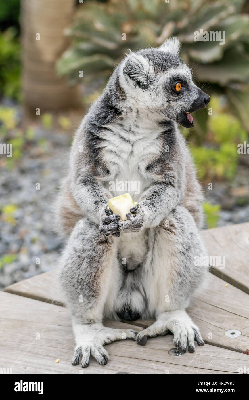 A lemur, food clutched in hands looking to the right with a comical look of shock and surprise on it's face, and it's mouth open Stock Photo
