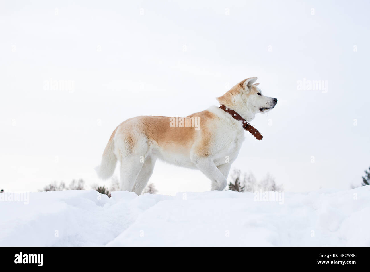 Beautiful statuesque dog Japanese Akita Inu stands in profile in the