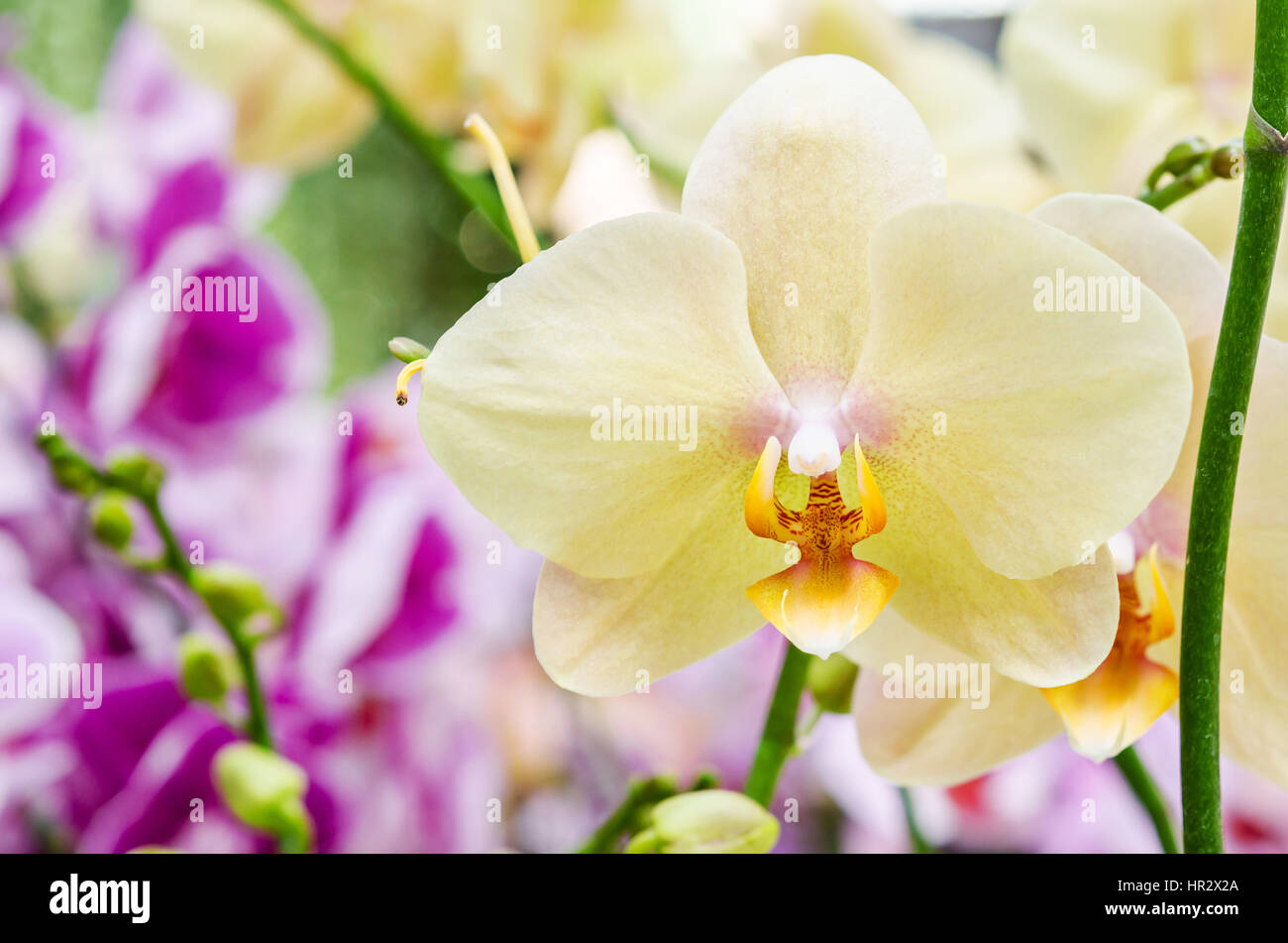 Yellow flowers thailand hi-res stock photography and images - Alamy