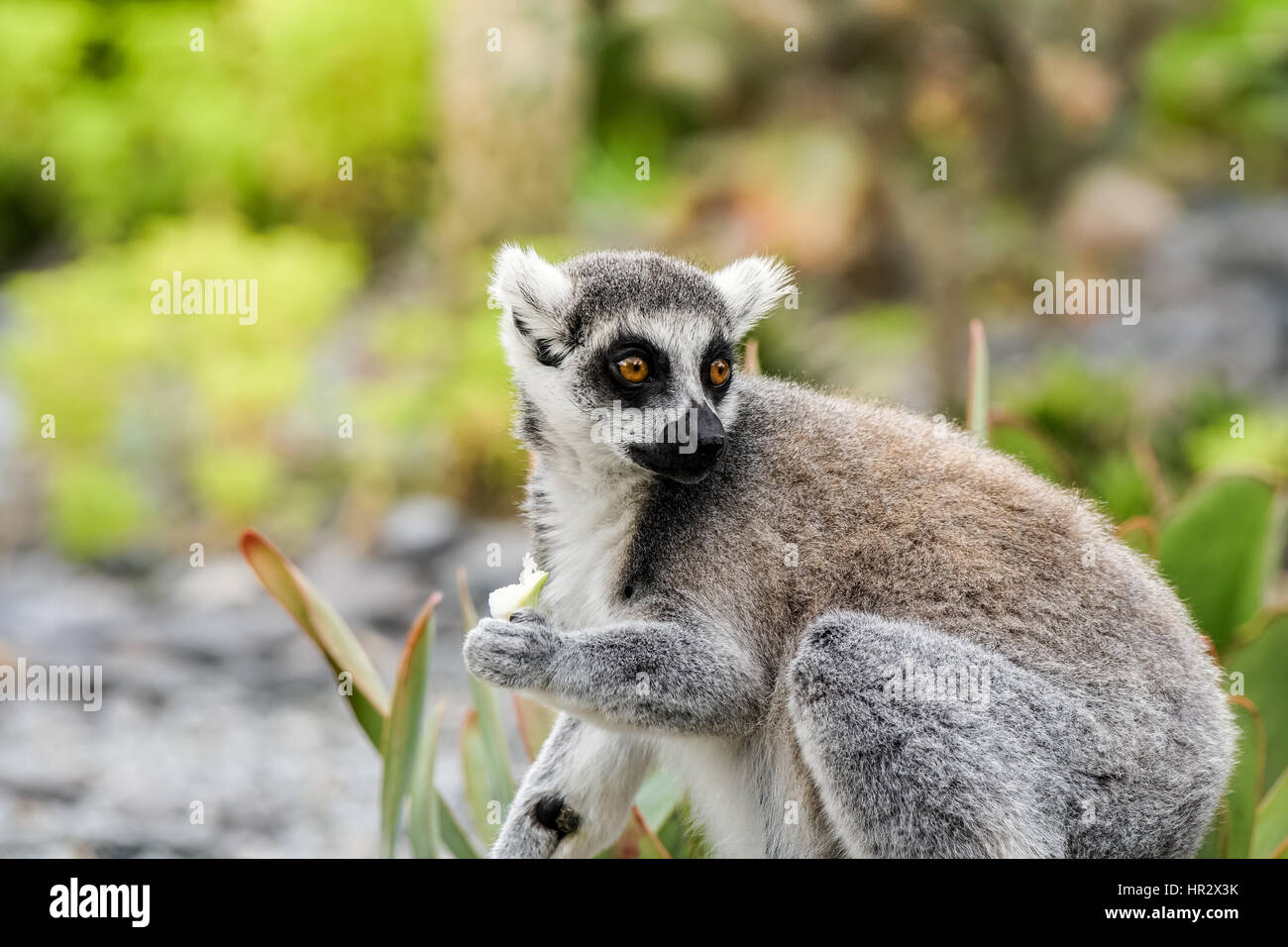 An alert lemur looks to it's left while holding food in it's hand, with wide open eyes. Stock Photo