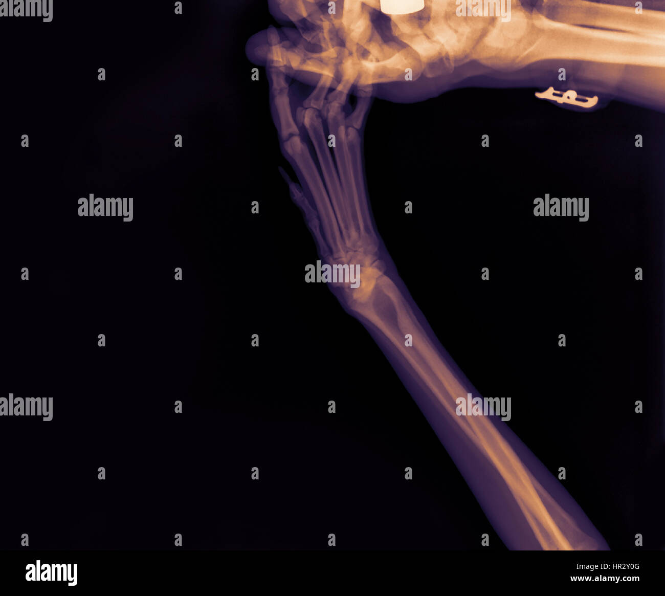Forelimb Hi Res Stock Photography And Images Alamy