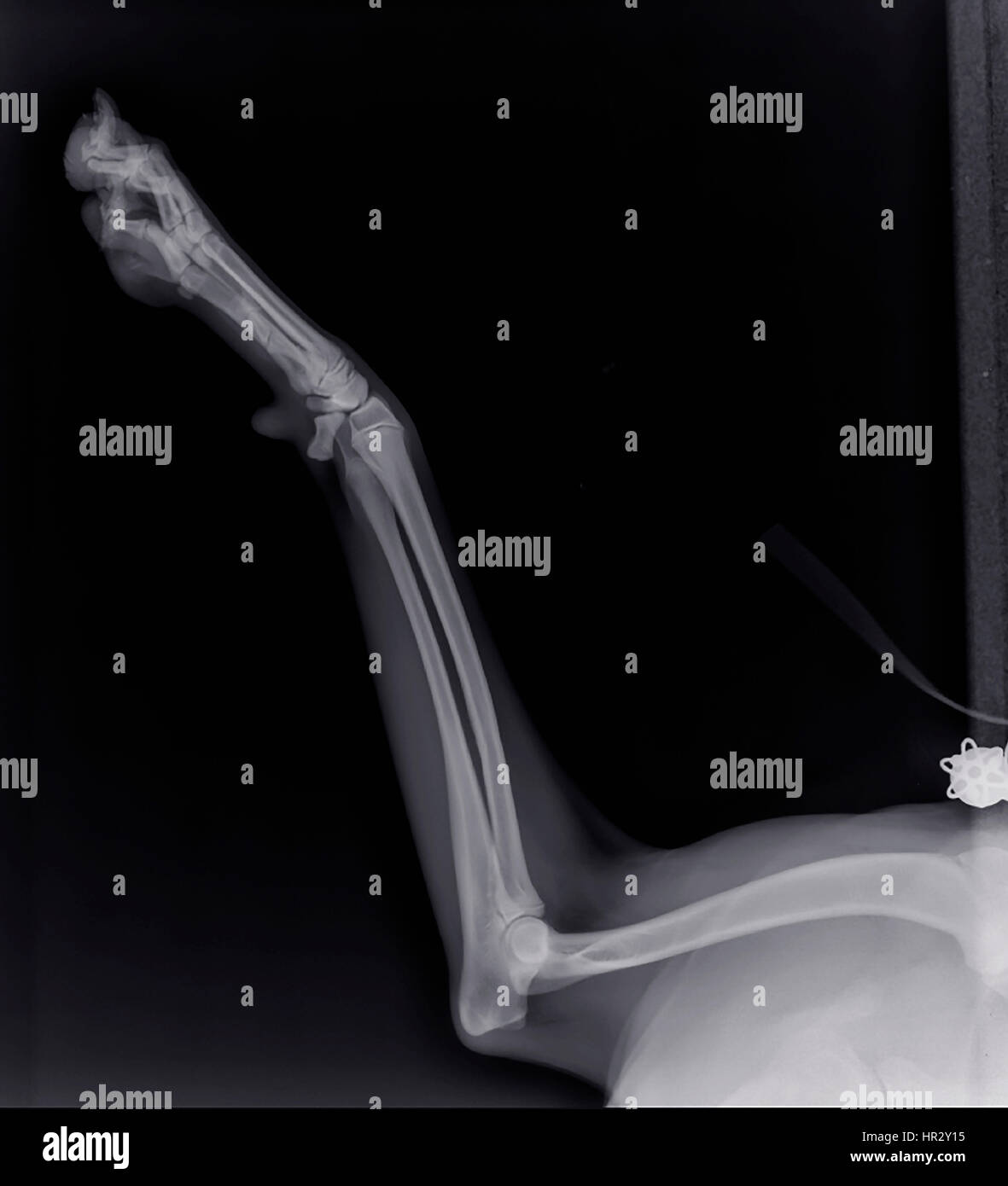Xray of a dog's front right leg at a veterinary surgery Stock Photo