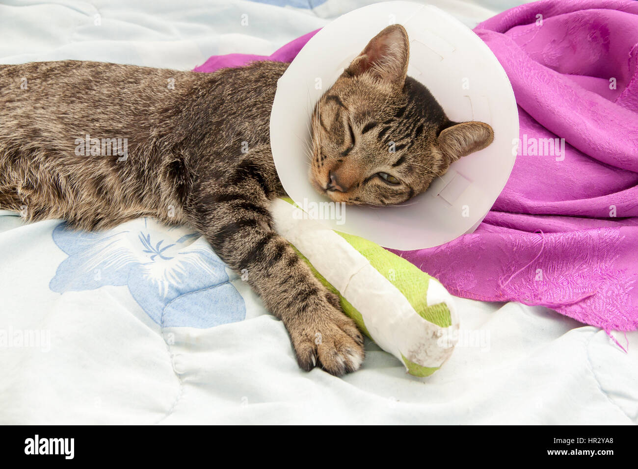 cat wearing a Elizabethan collar and Cat leg splint sleeping on fabric. Stock Photo