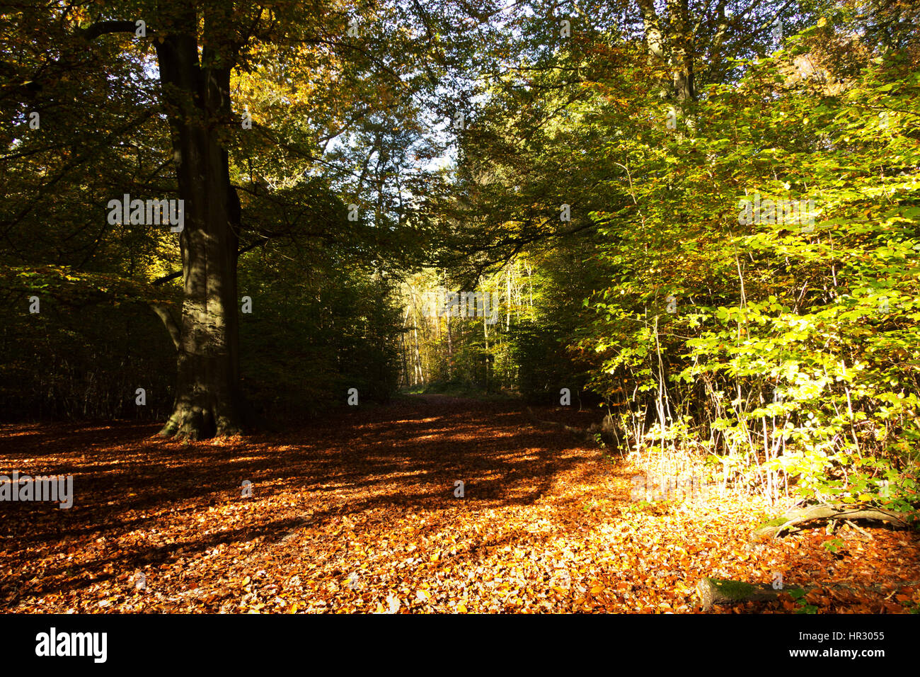 Woodland scene with autumn leaves in yellow and brown Stock Photo - Alamy