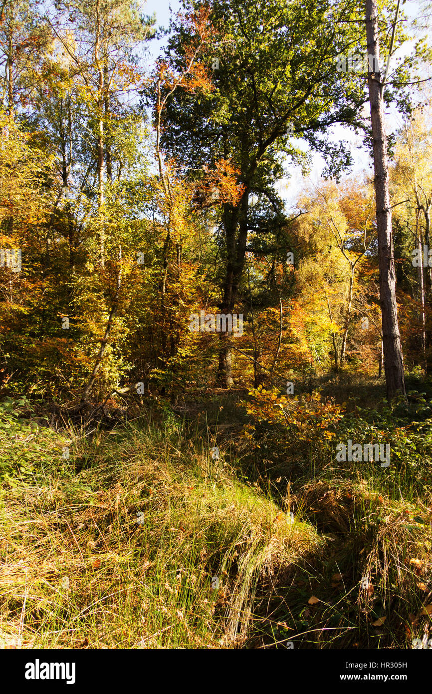 Woodland scene with autumn leaves in yellow and brown Stock Photo - Alamy