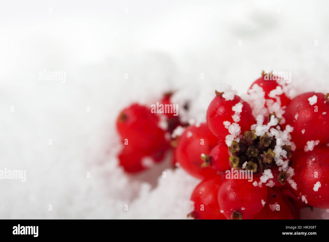 Bright red berries covered in fluffy white snow Stock Photo - Alamy