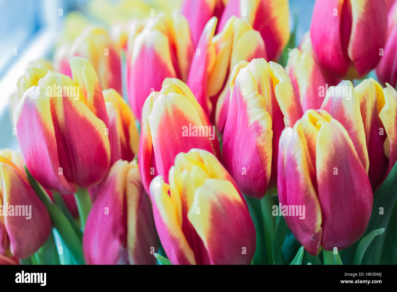 Fresh big red yellow tulips closeup background Stock Photo - Alamy