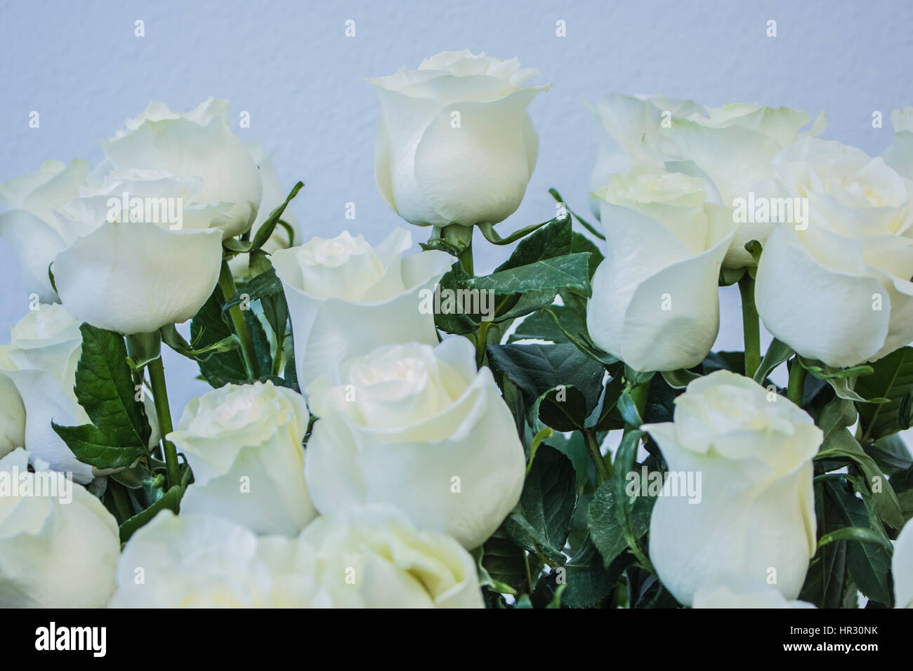 bouquet of large white roses nature background Stock Photo - Alamy