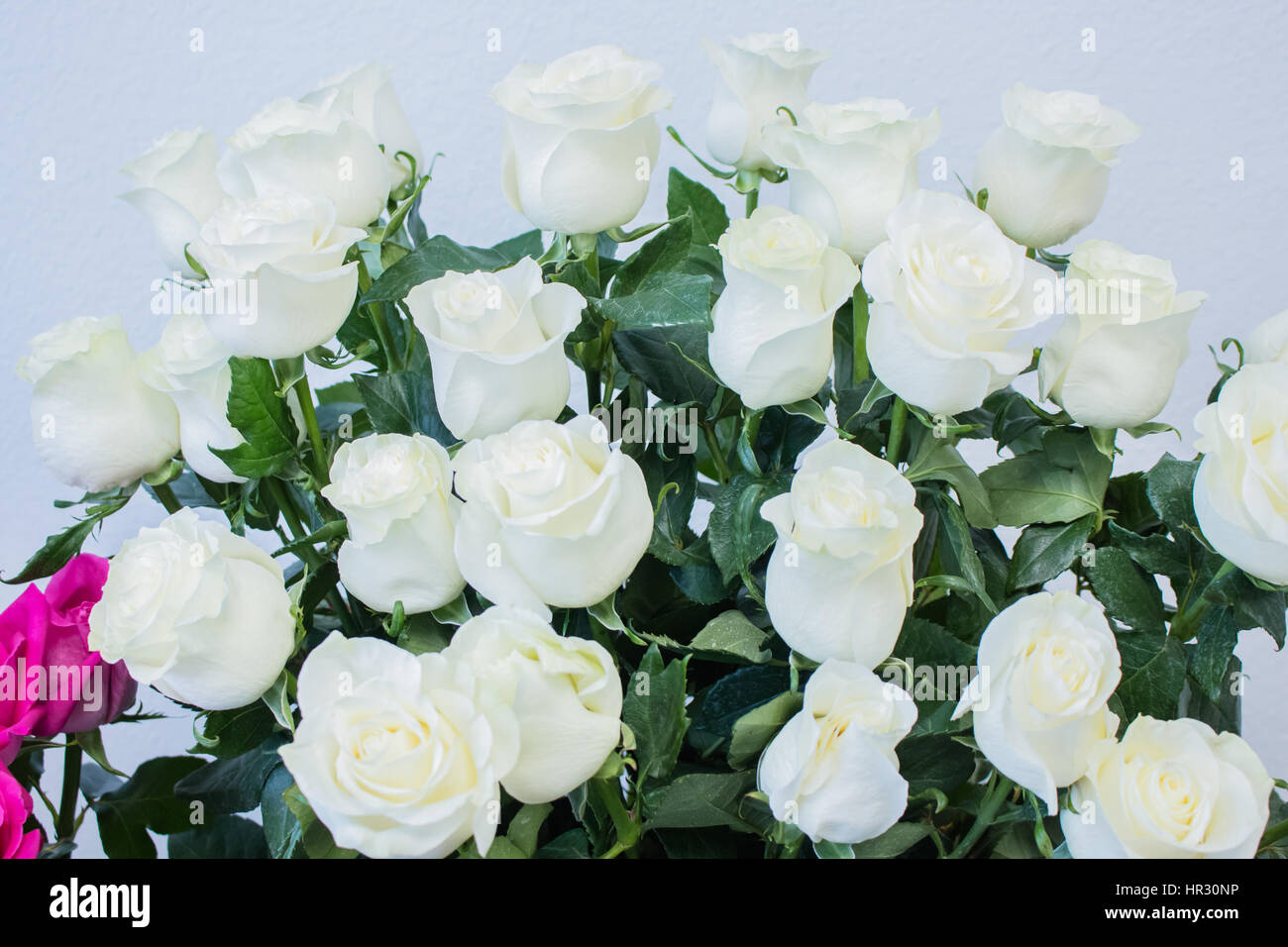 bouquet of large white roses nature background Stock Photo - Alamy